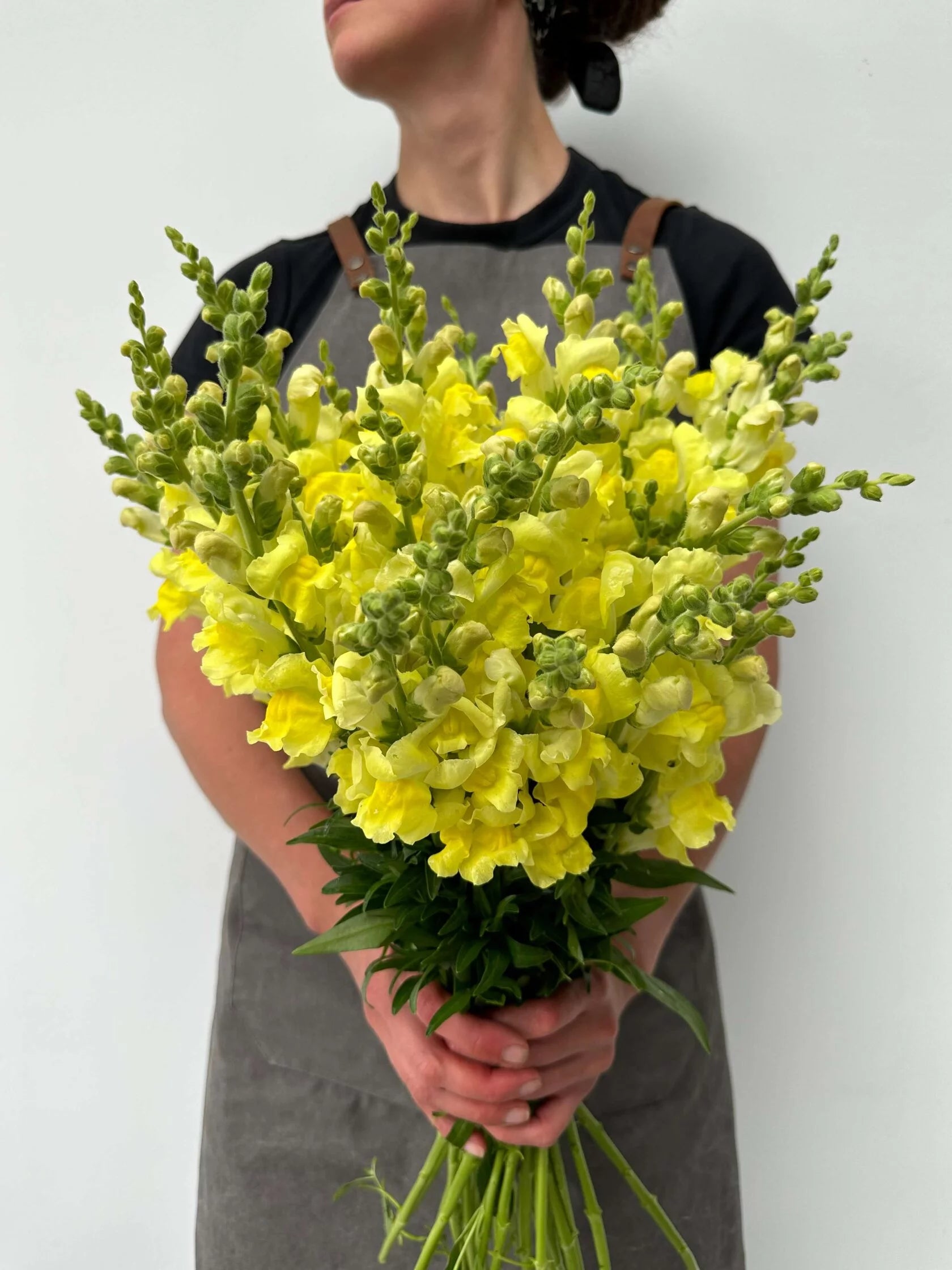 Antirrhinum Rocket F1 Gold
