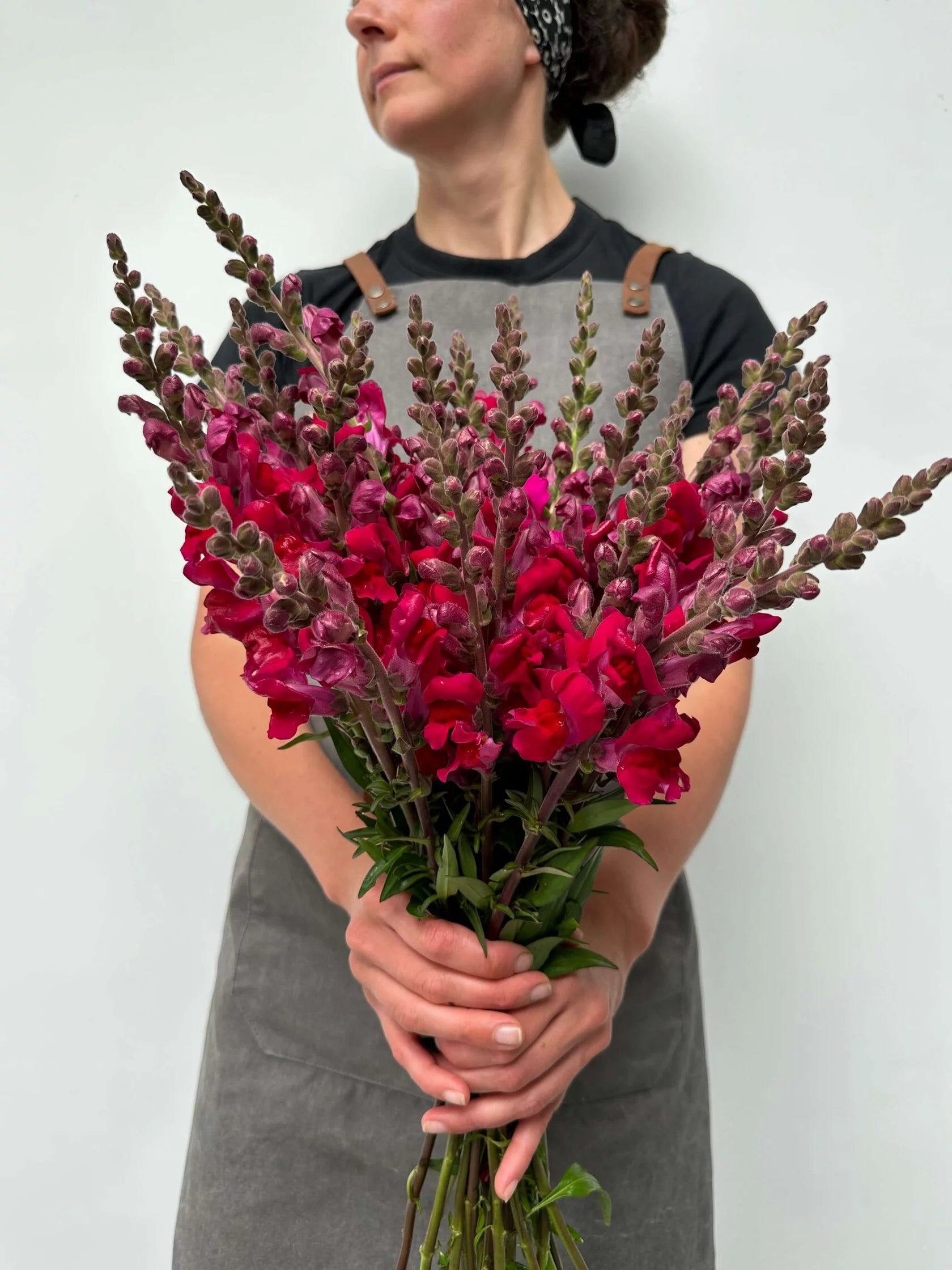 Antirrhinum Costa Summer Velvet
