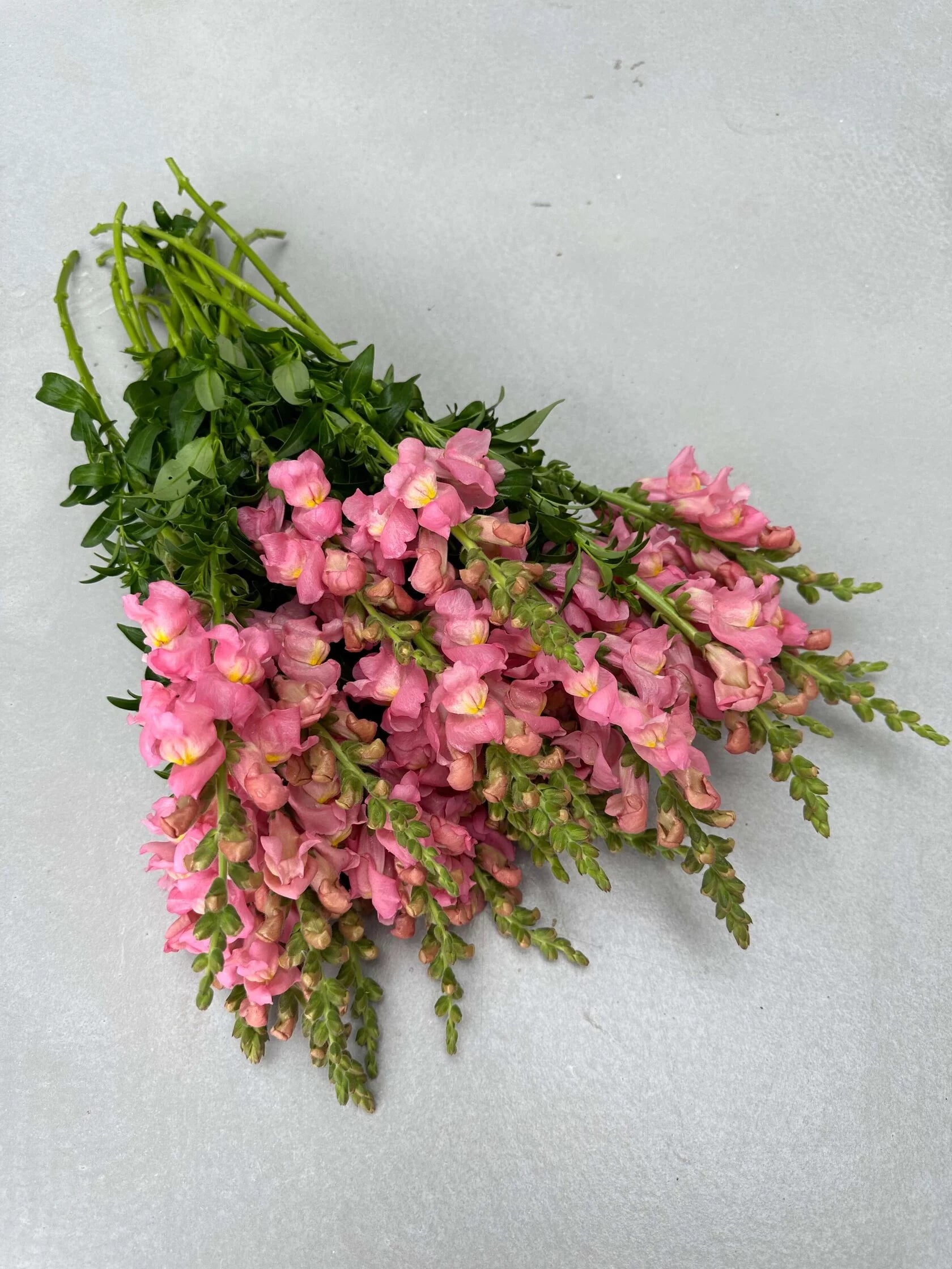 Antirrhinum Rocket F1 Pink