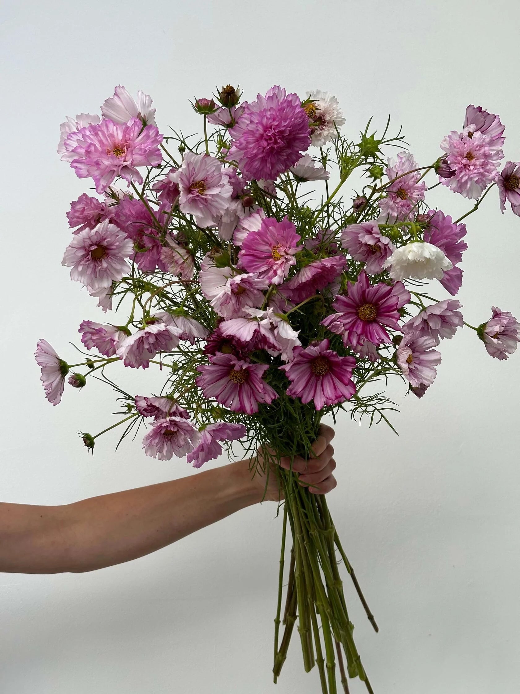 Cosmos Double Click Violet Bicolour