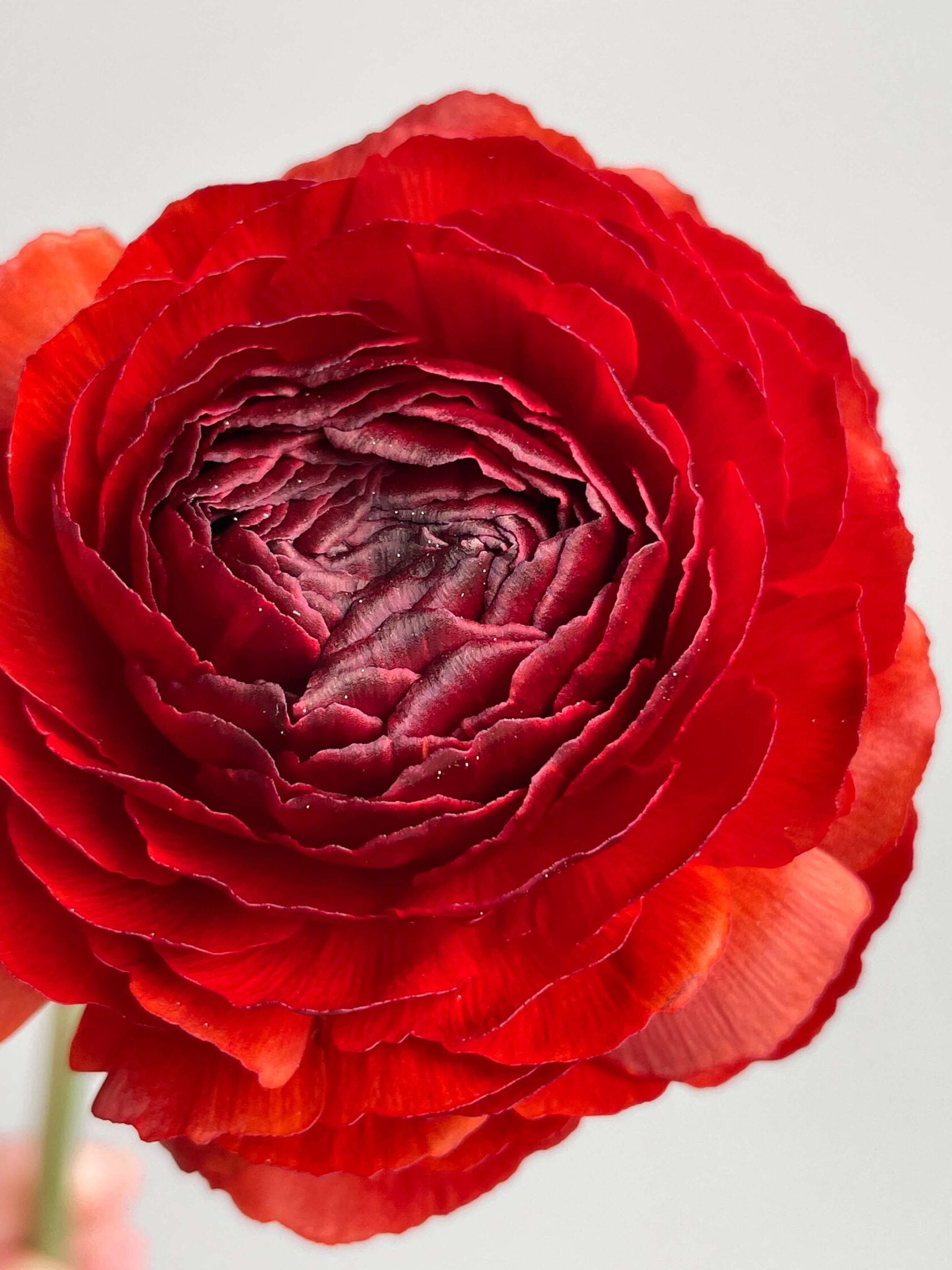 Ranunculus Cioccolato