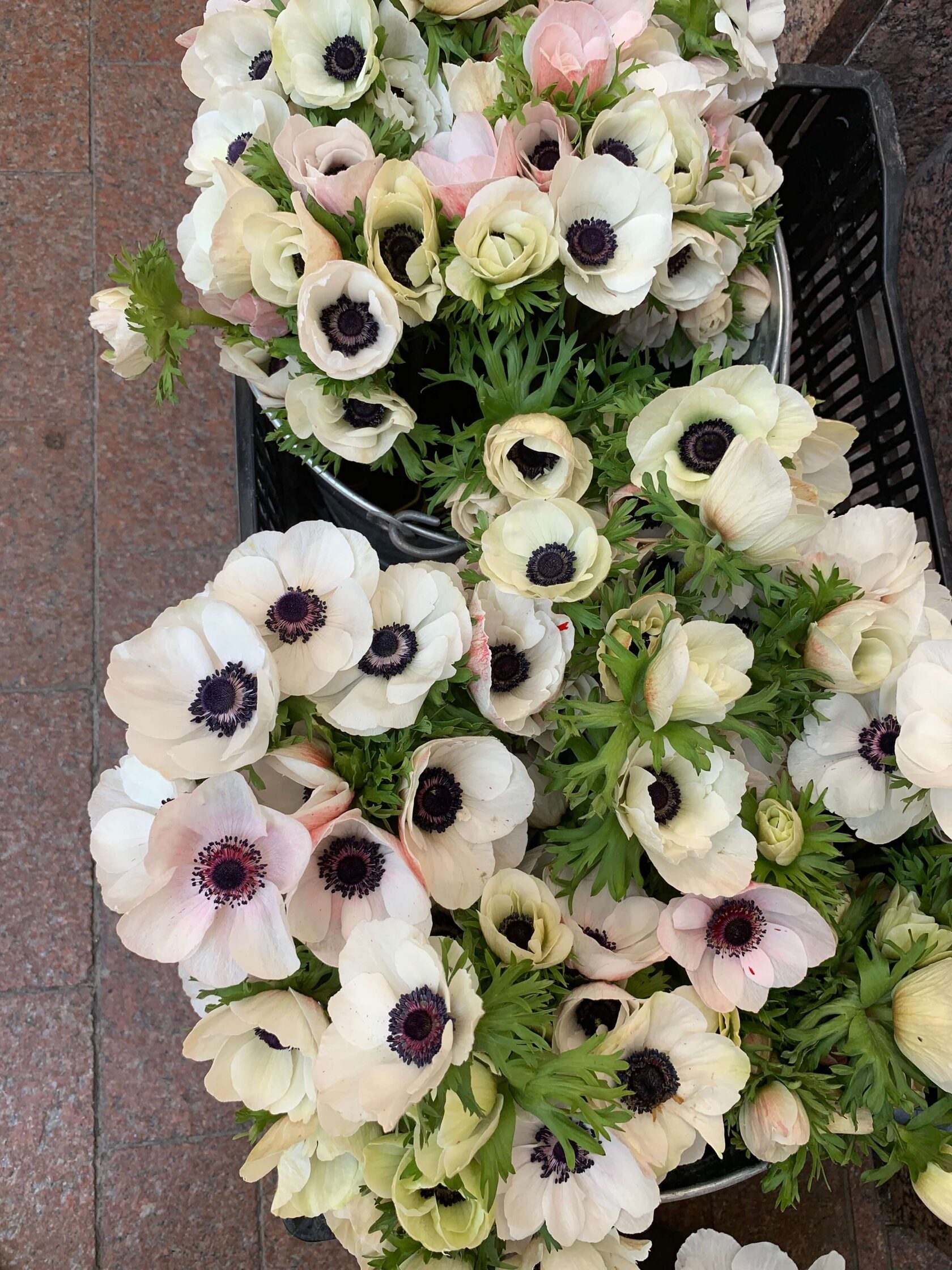 Anemone Mistral Panda