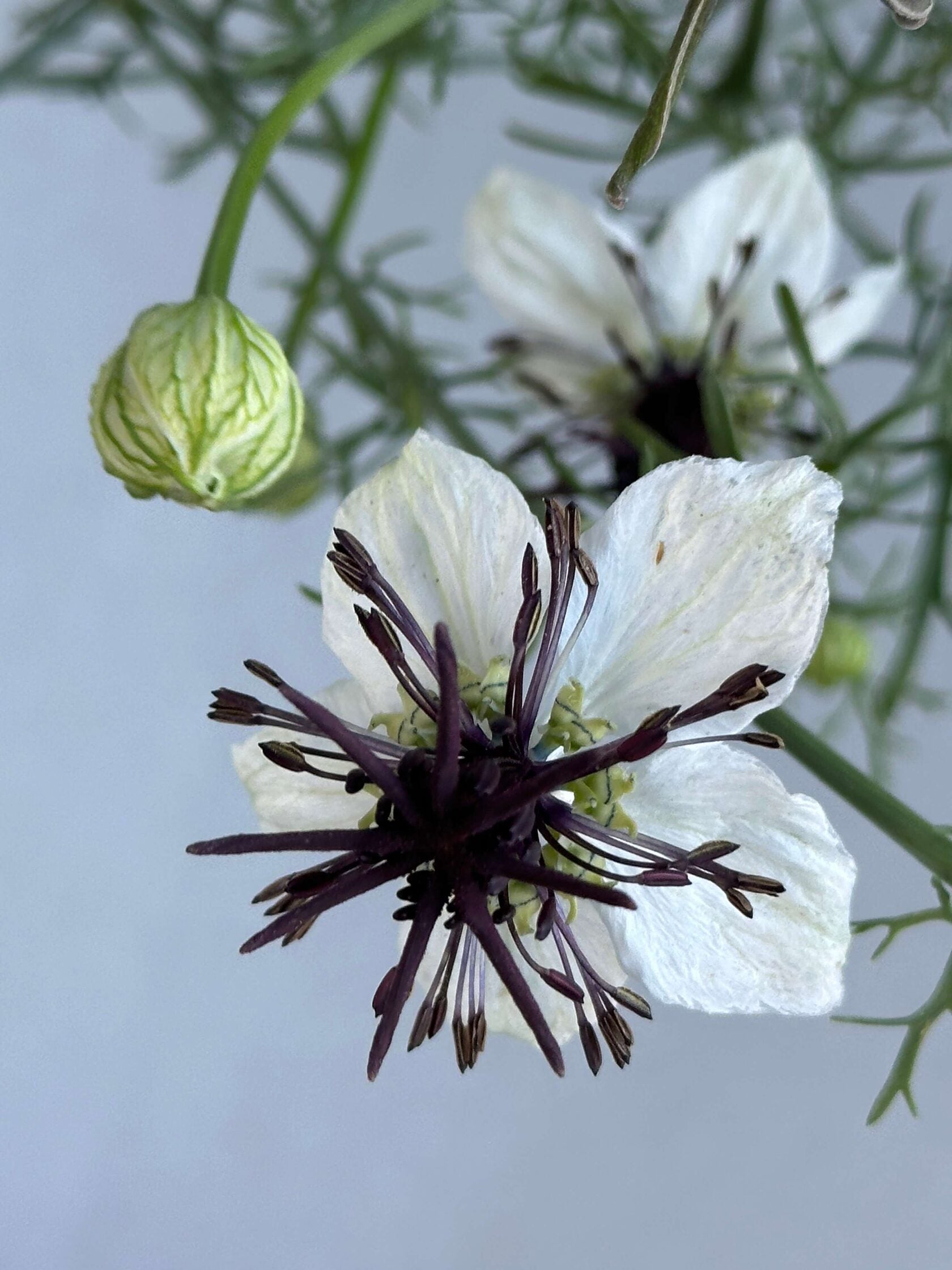 Nigella African Bride