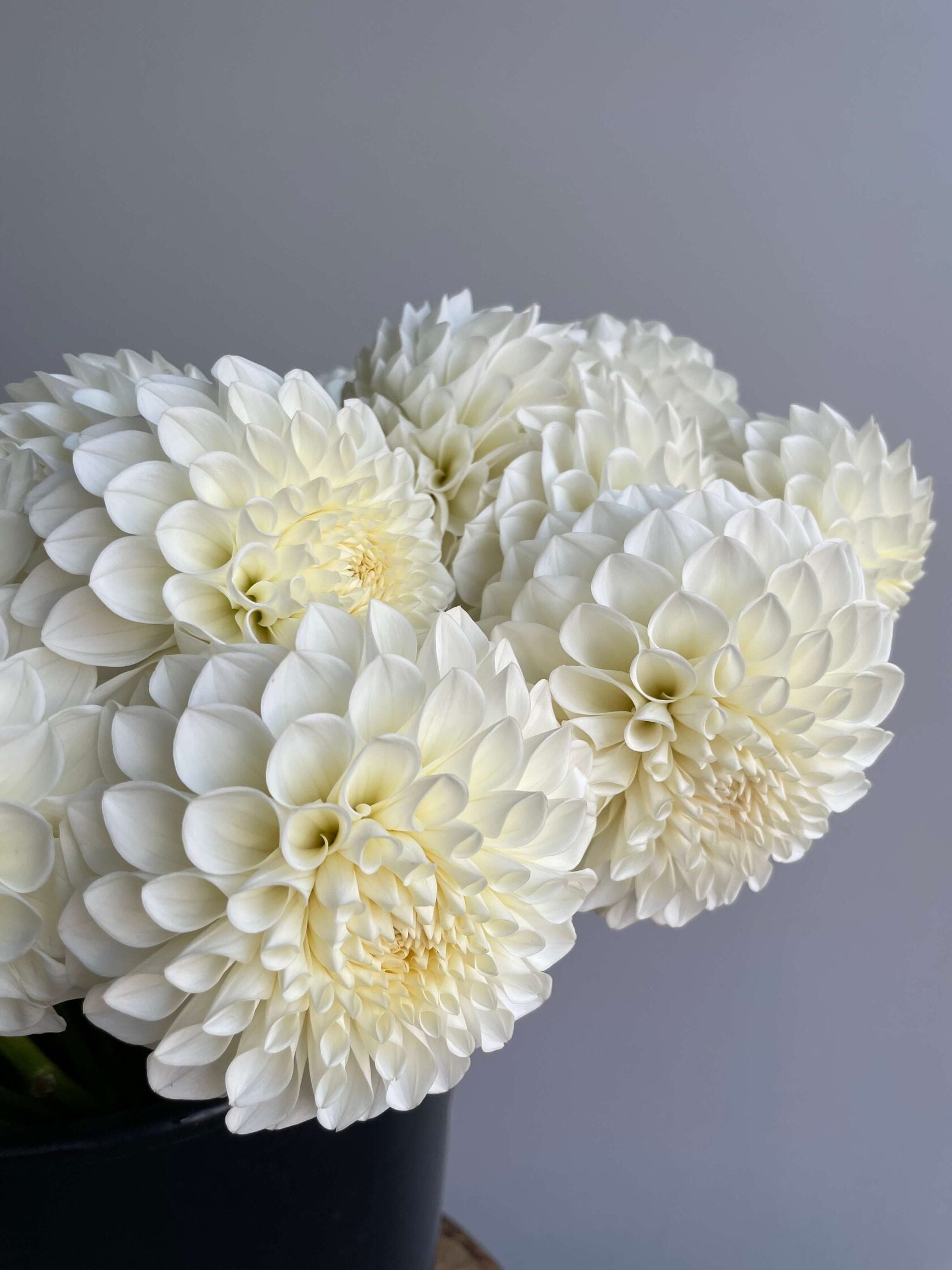 Dahlia Boom Boom White