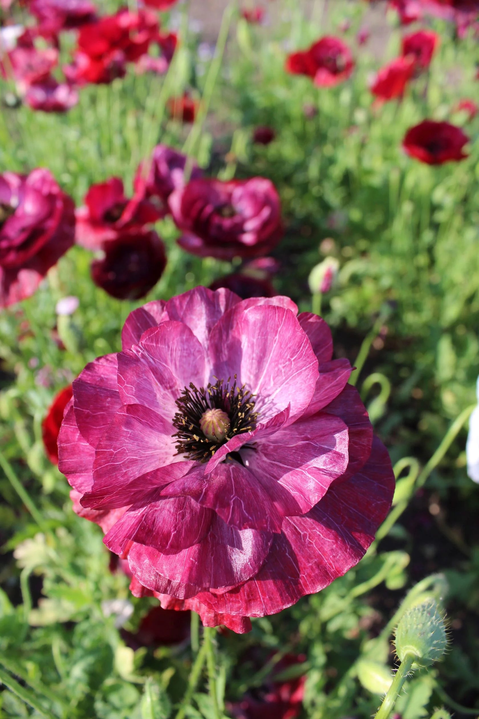 Shirley Poppy Pandora
