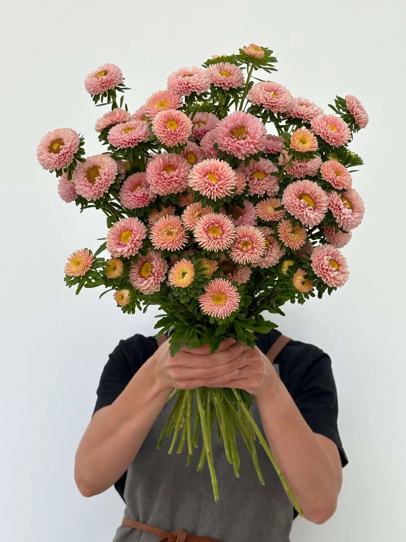 Aster Matsumoto Apricot