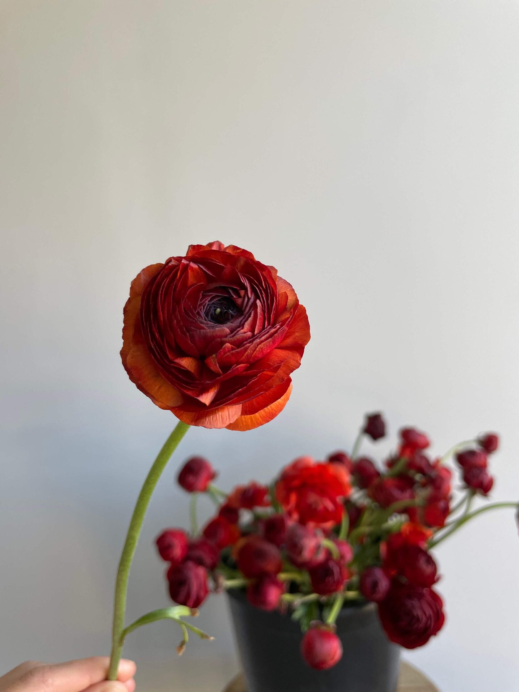Ranunculus Cioccolato