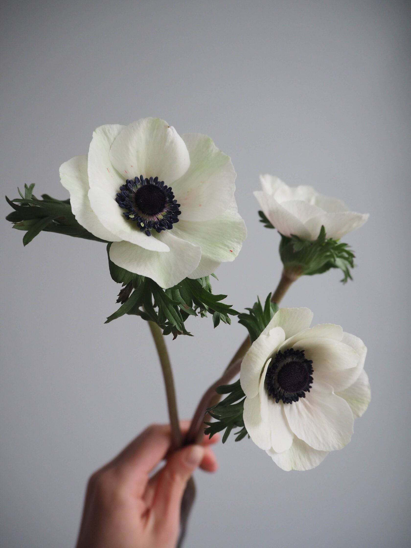Anemone Mistral Panda