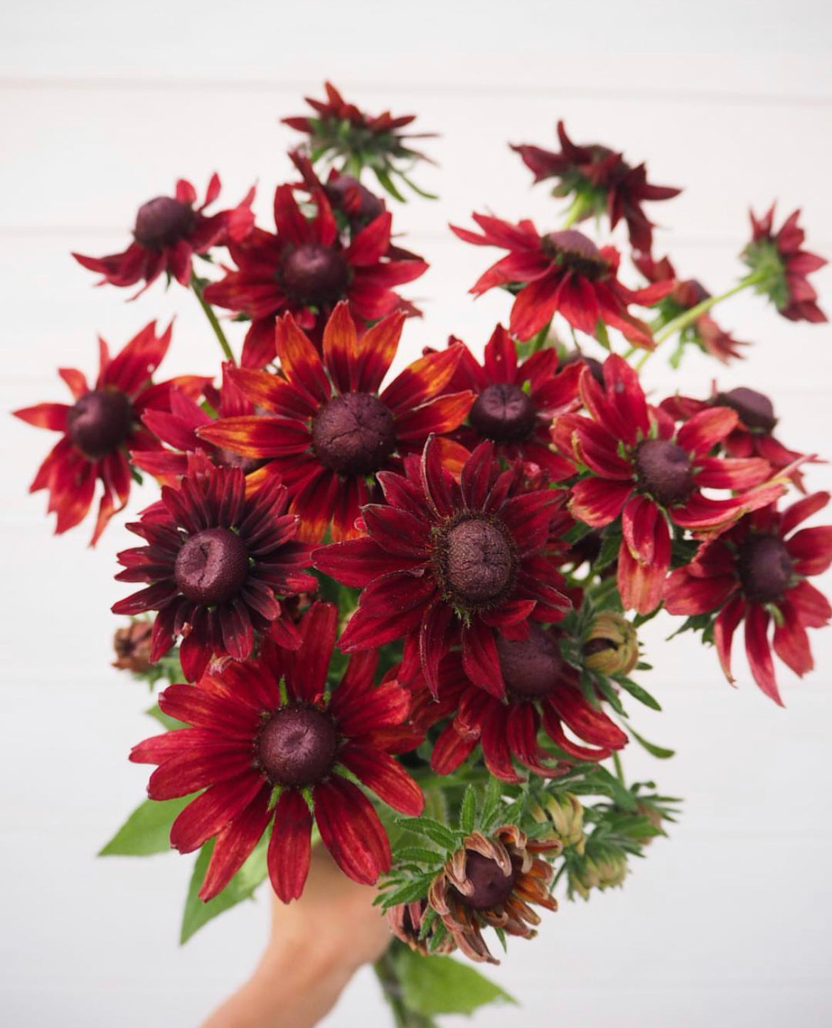 Rudbeckia Cherry Brandy