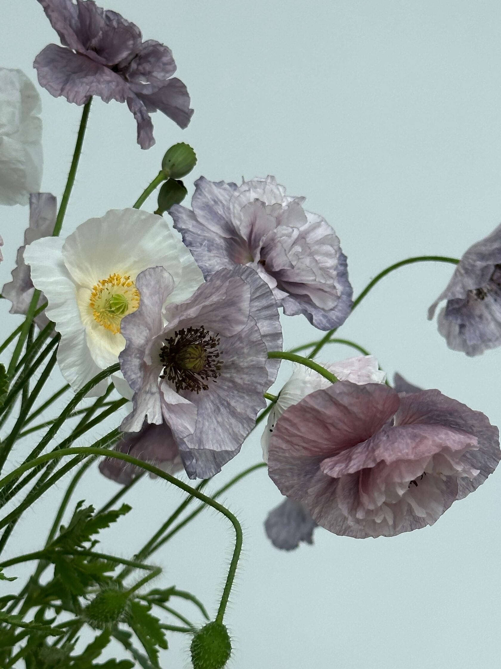 Shirley Poppy Amazing grey