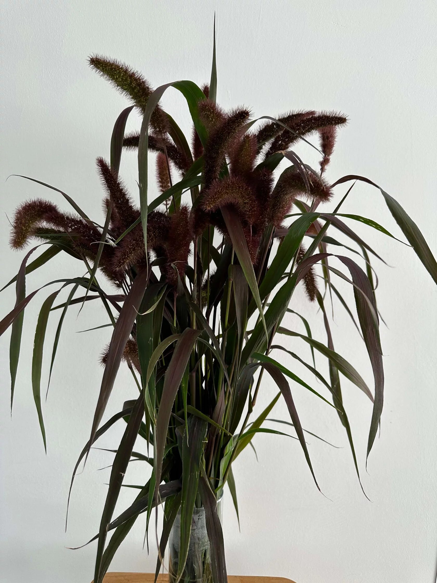 Setaria Italica Red Jewel