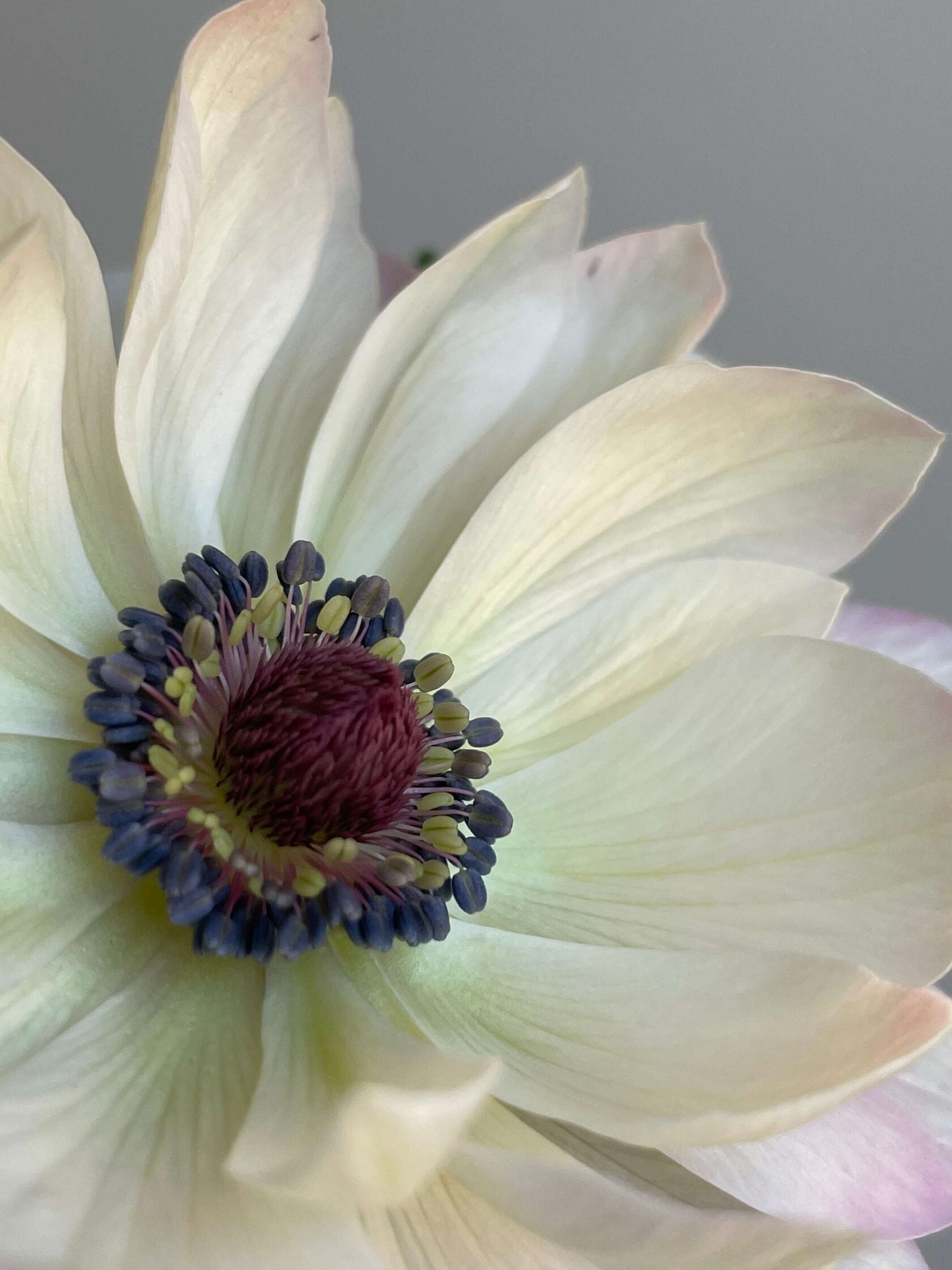 Anemone Mistral Panda