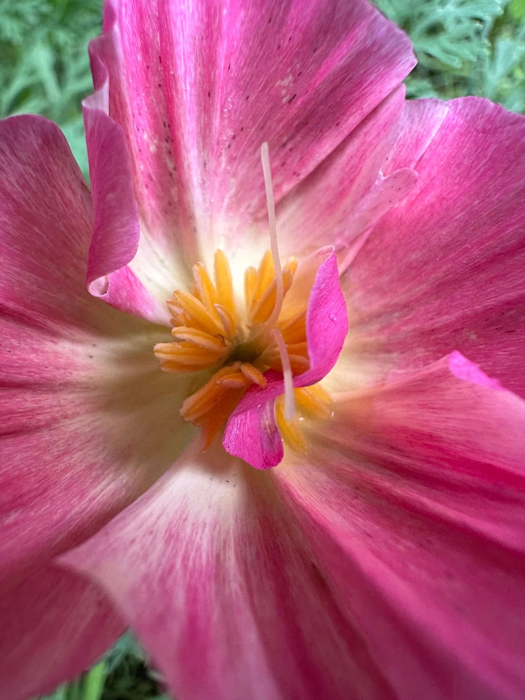 California Poppy Appleblossom pink (Eschscholzia)