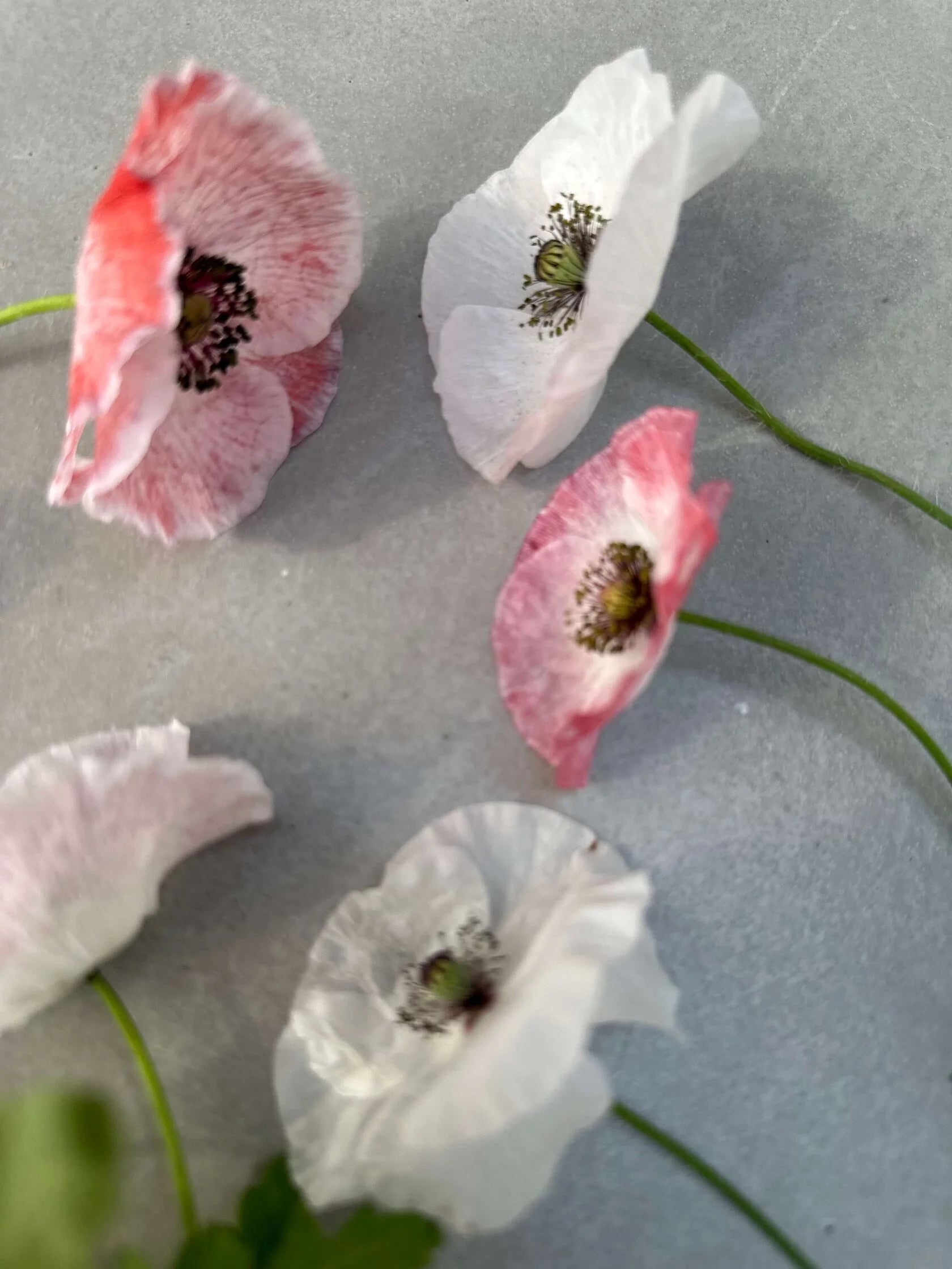 Shirley Poppy Mother of Pearl