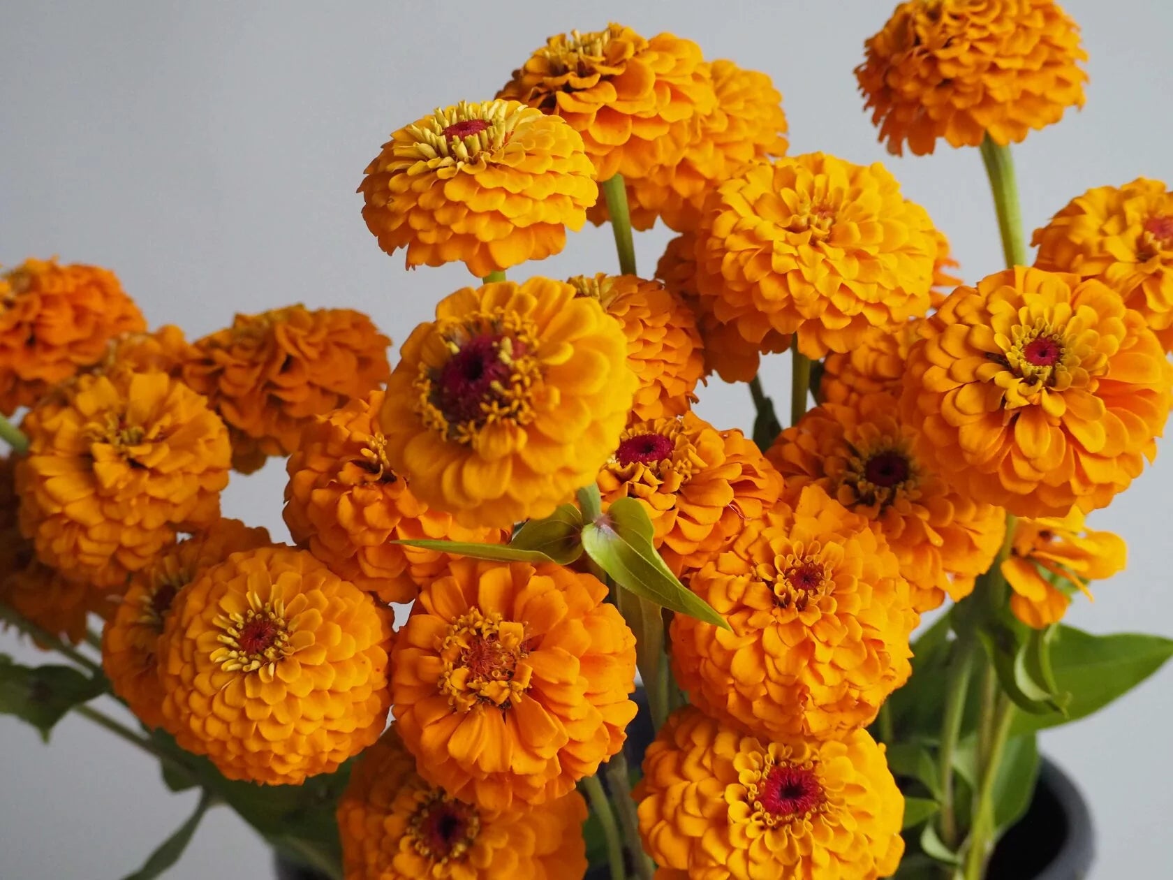 Zinnia Oklahoma Golden Yellow
