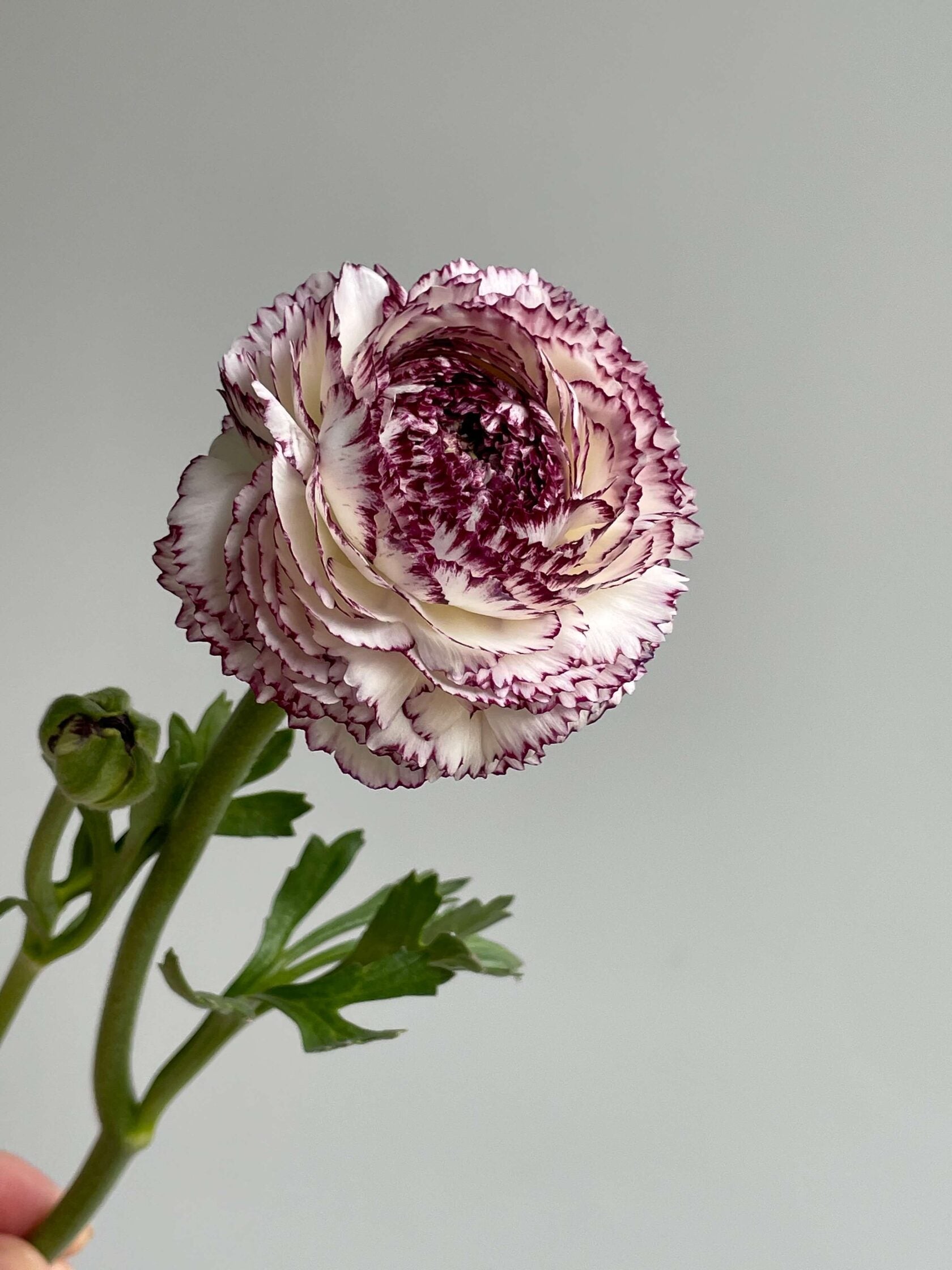 Ranunculus Bianco Striato