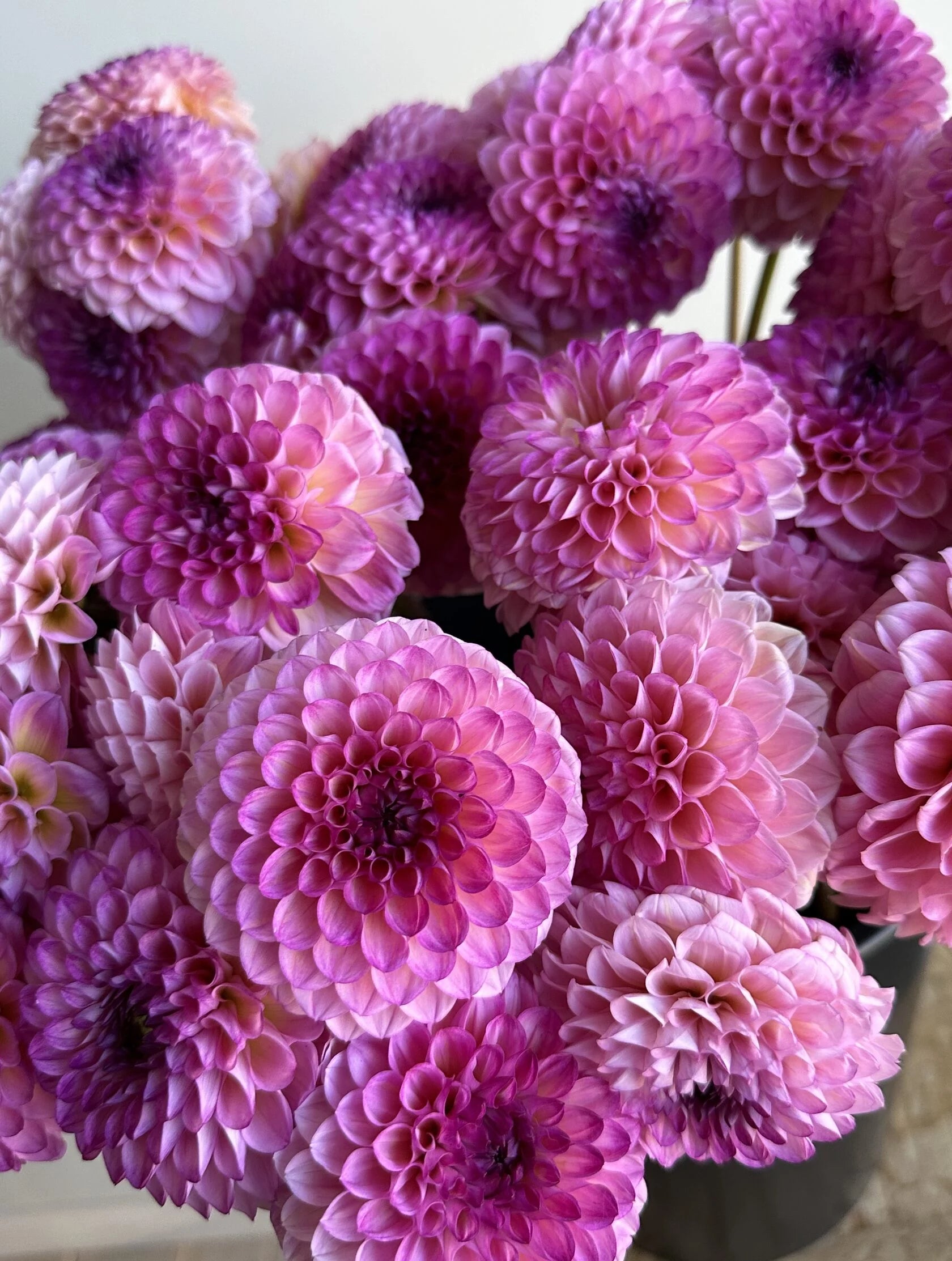 Dahlia Wine Eyed Jill