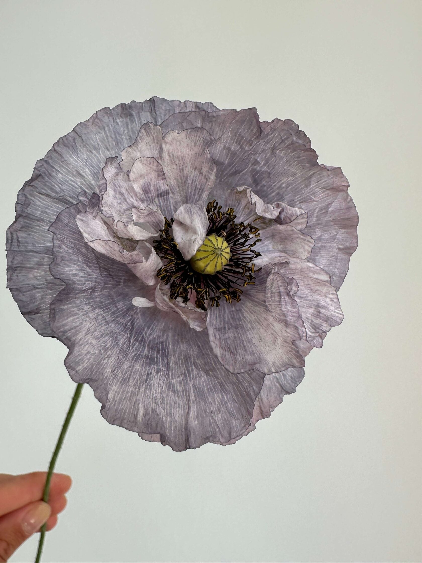 Shirley Poppy Amazing grey