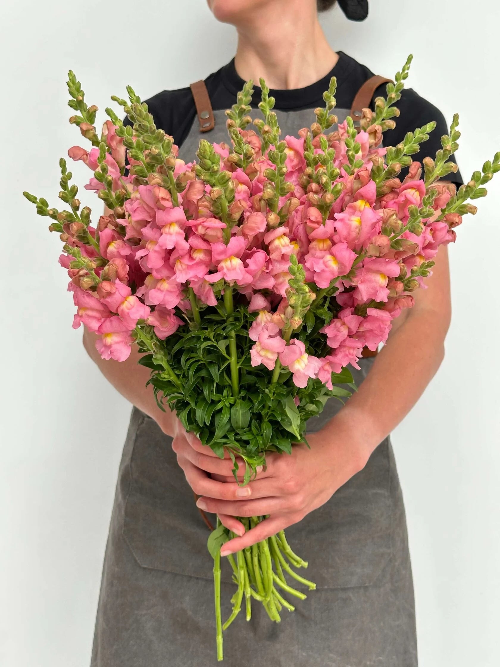 Antirrhinum Rocket F1 Pink