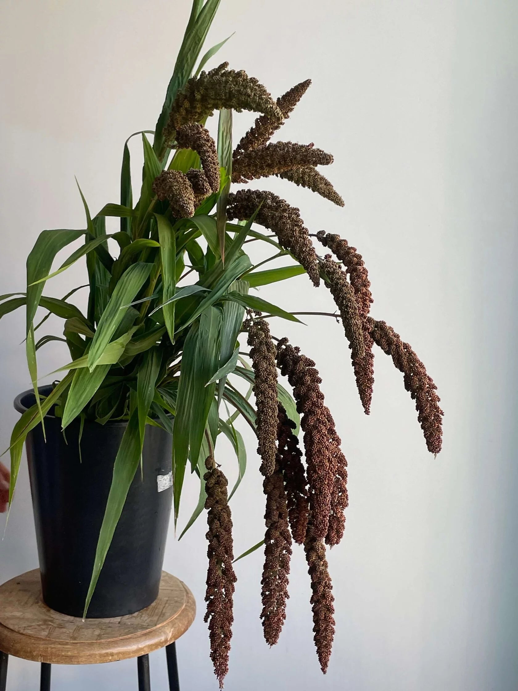 Setaria Italica