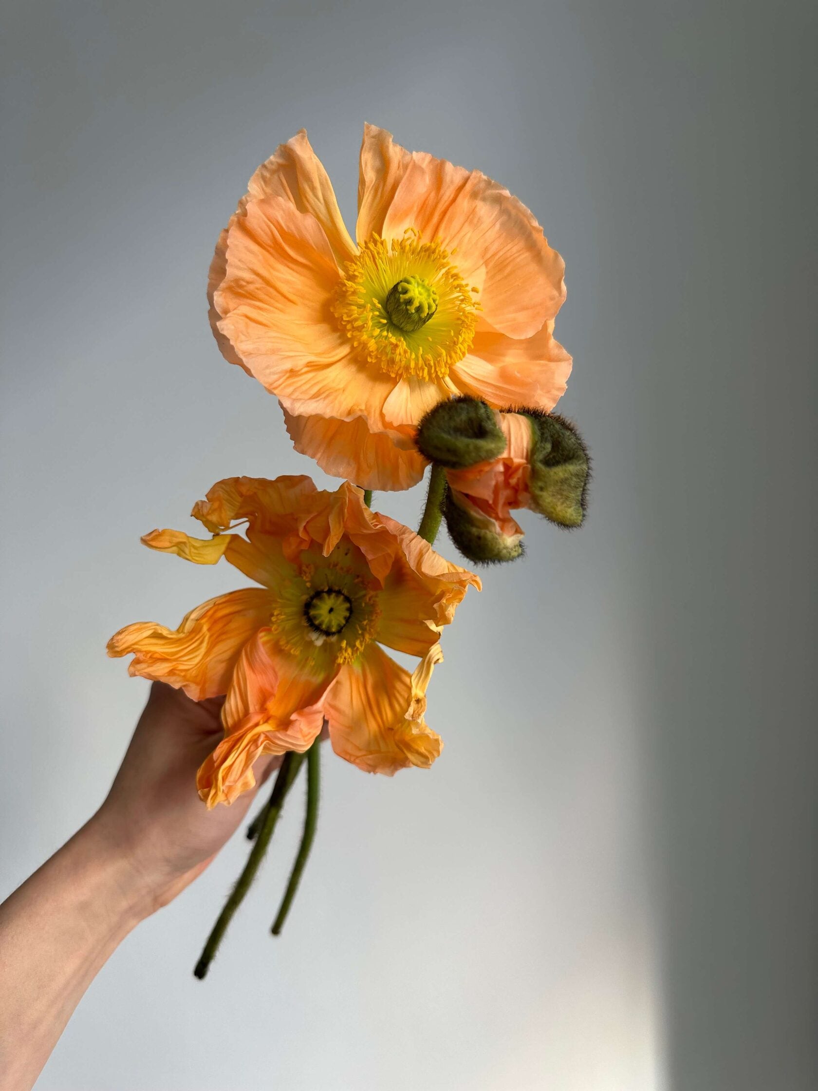 Iceland Poppy Colibri Salmonato