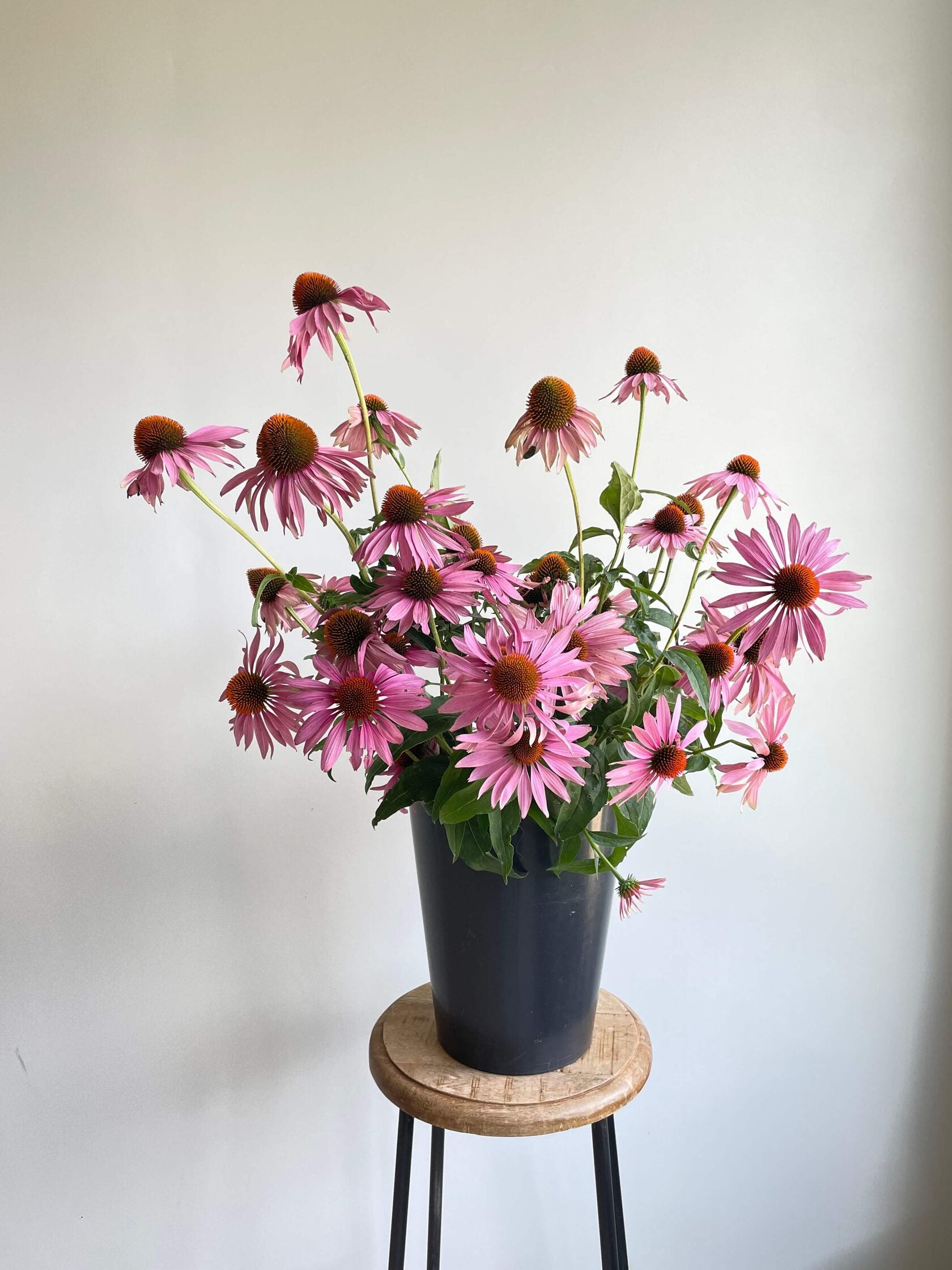 Echinacea purpurea Magnus