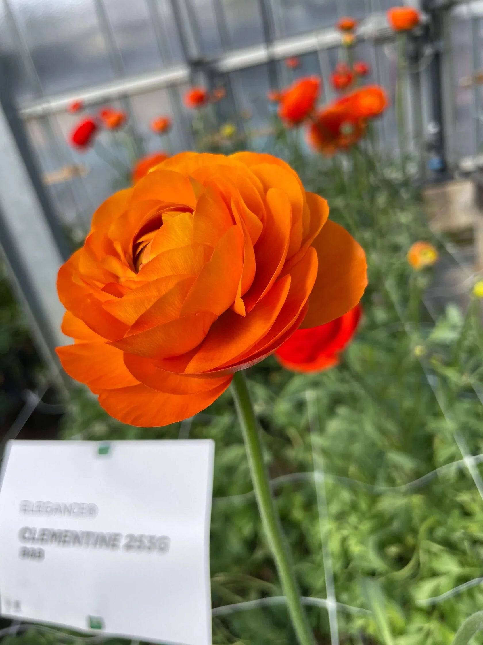 Ranunculus Clementine