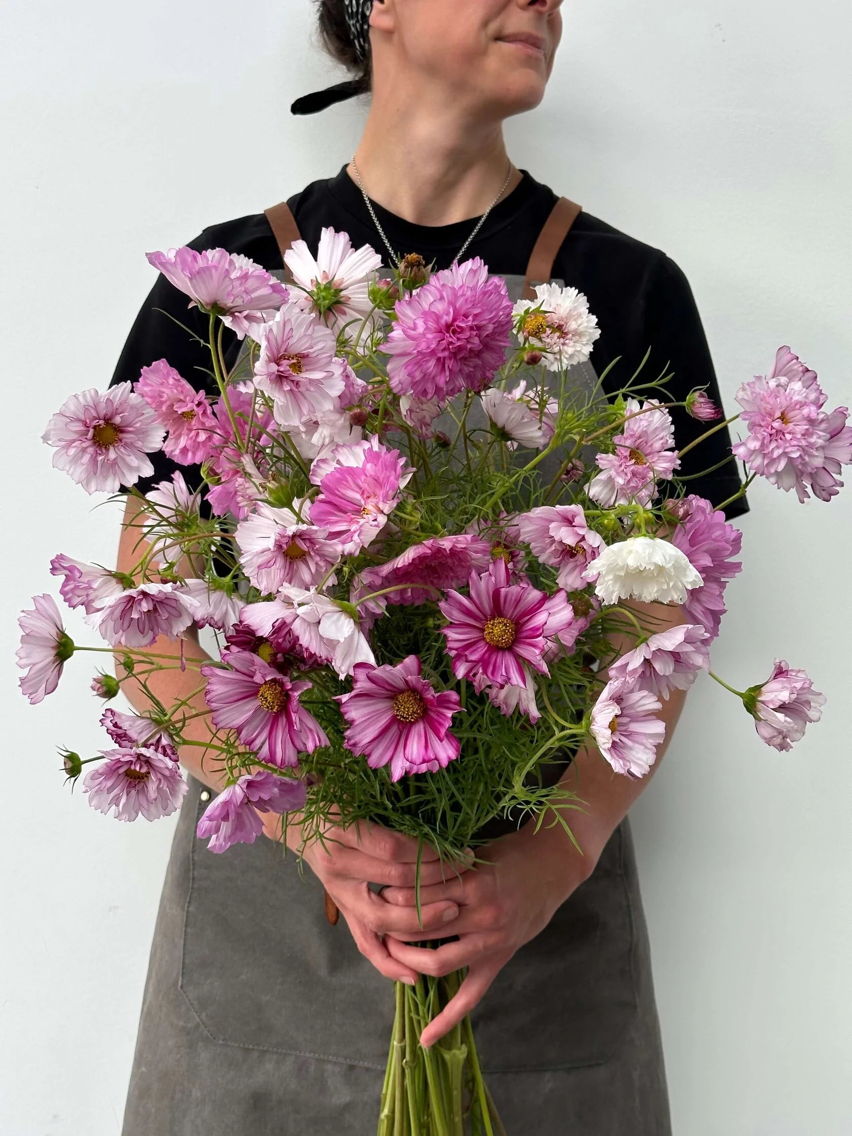 Cosmos Double Click Violet Bicolour