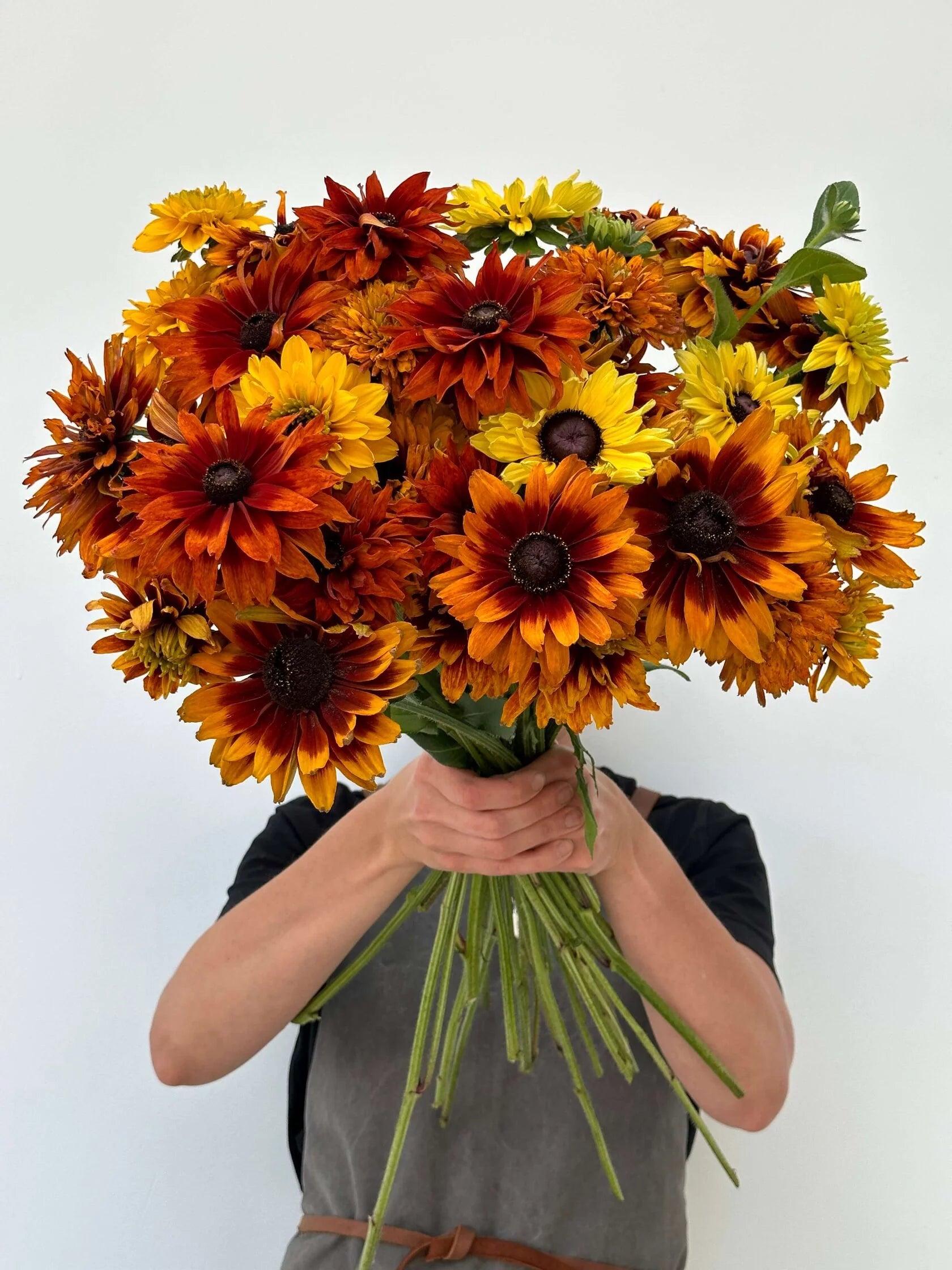Rudbeckia Cherokee Sunset