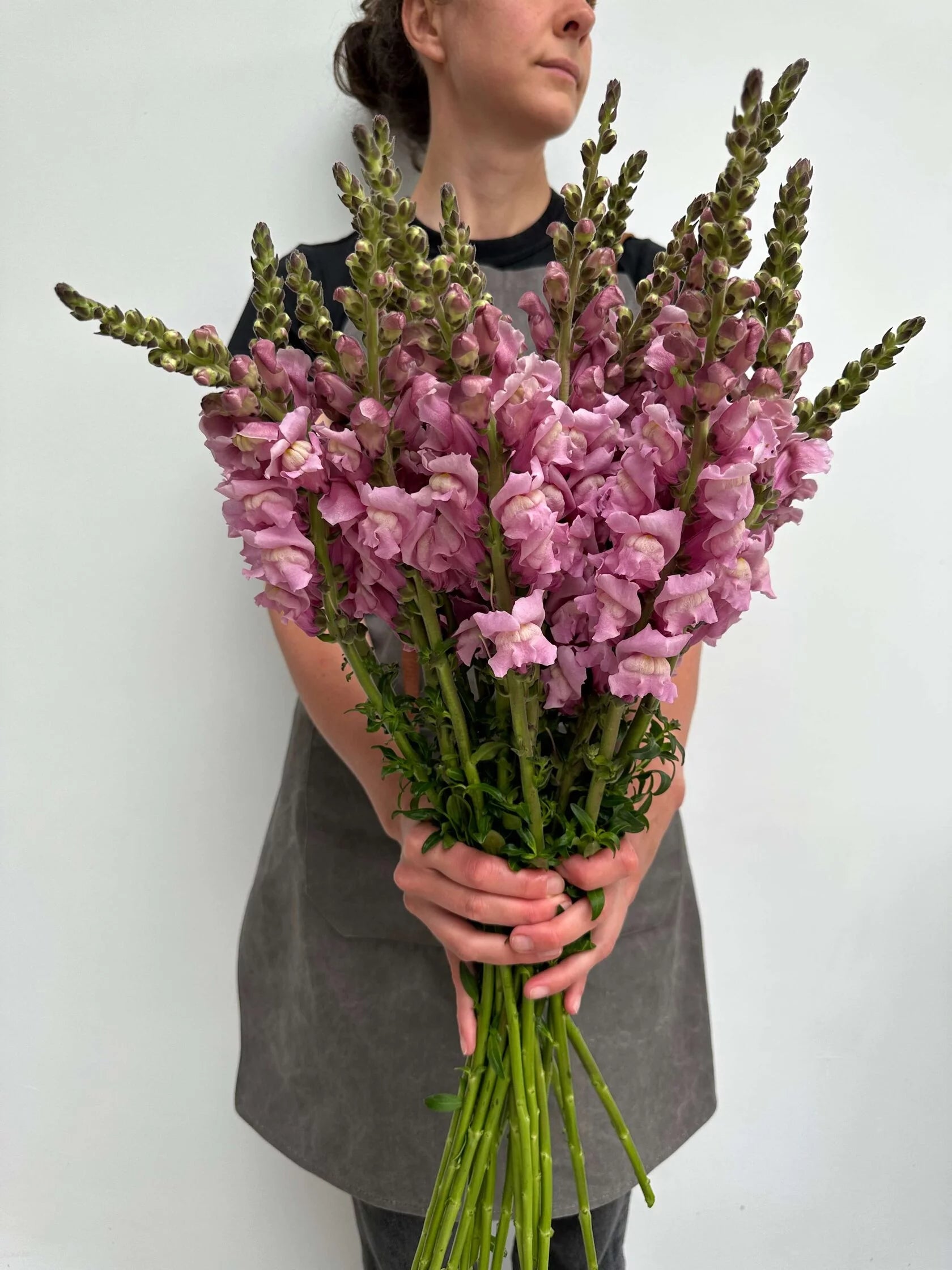 Antirrhinum Costa Summer Lavender