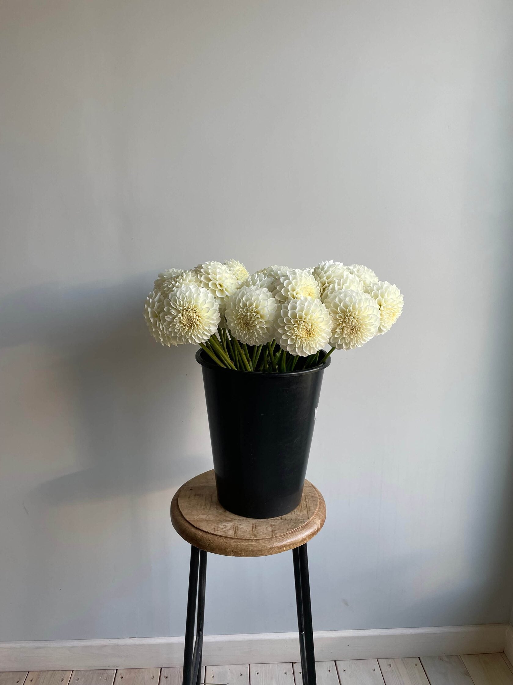 Dahlia Boom Boom White