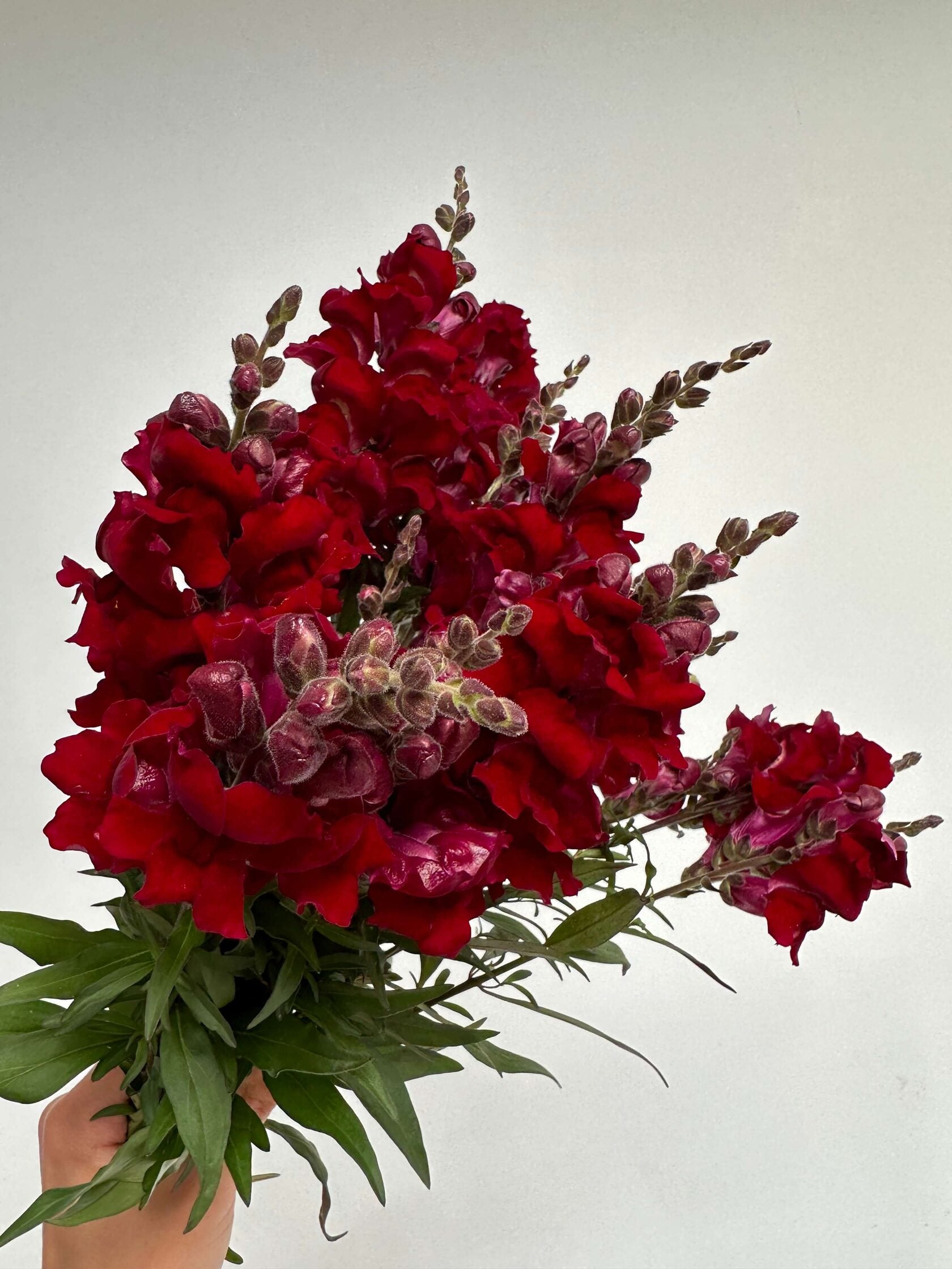 Antirrhinum Rocket F1 Red