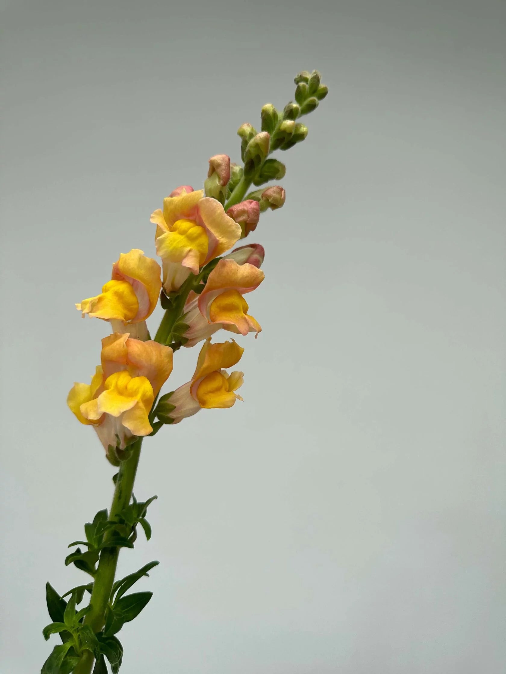 Antirrhinum Rocket F1 Bronze