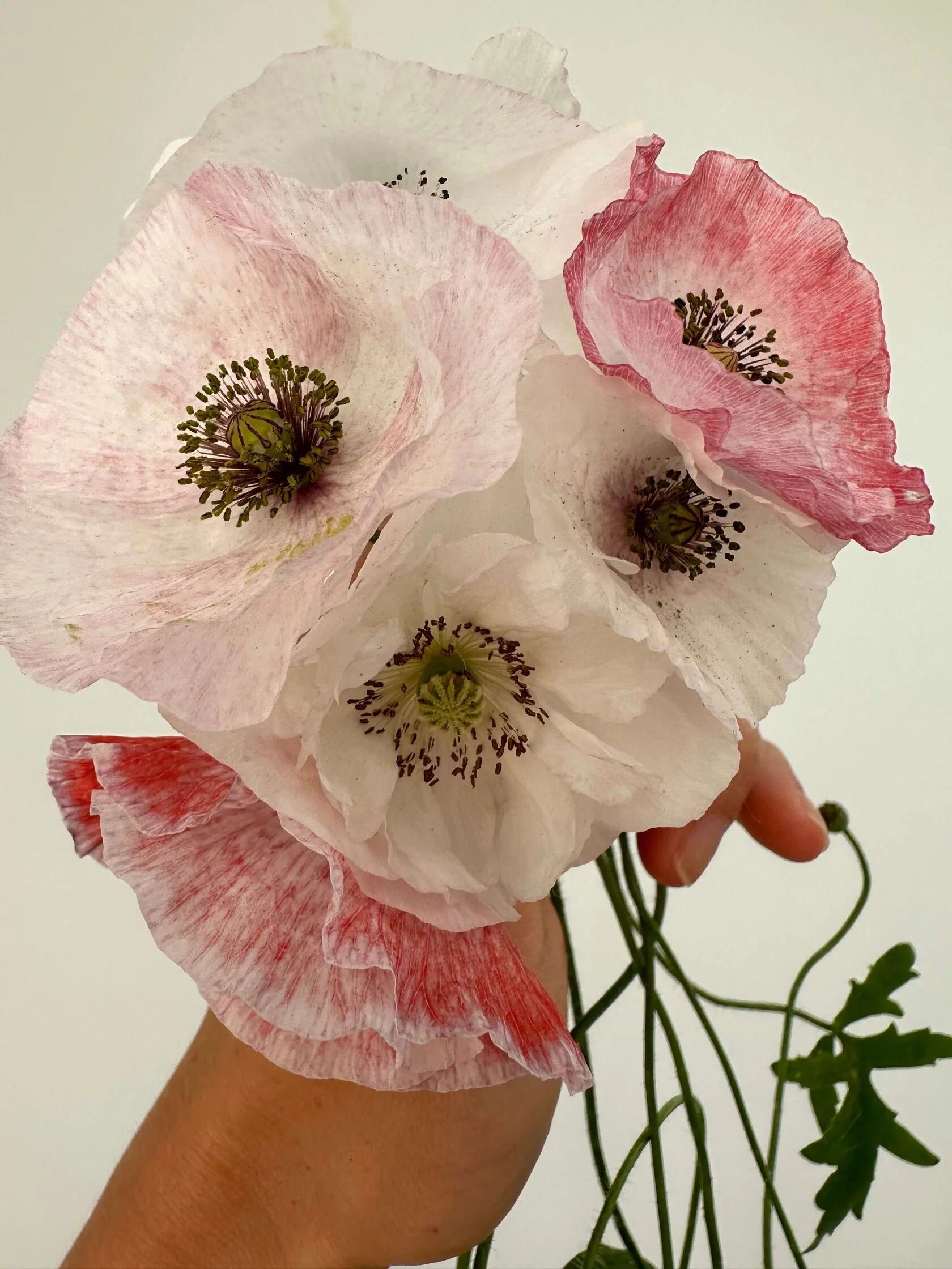 Shirley Poppy Mother of Pearl