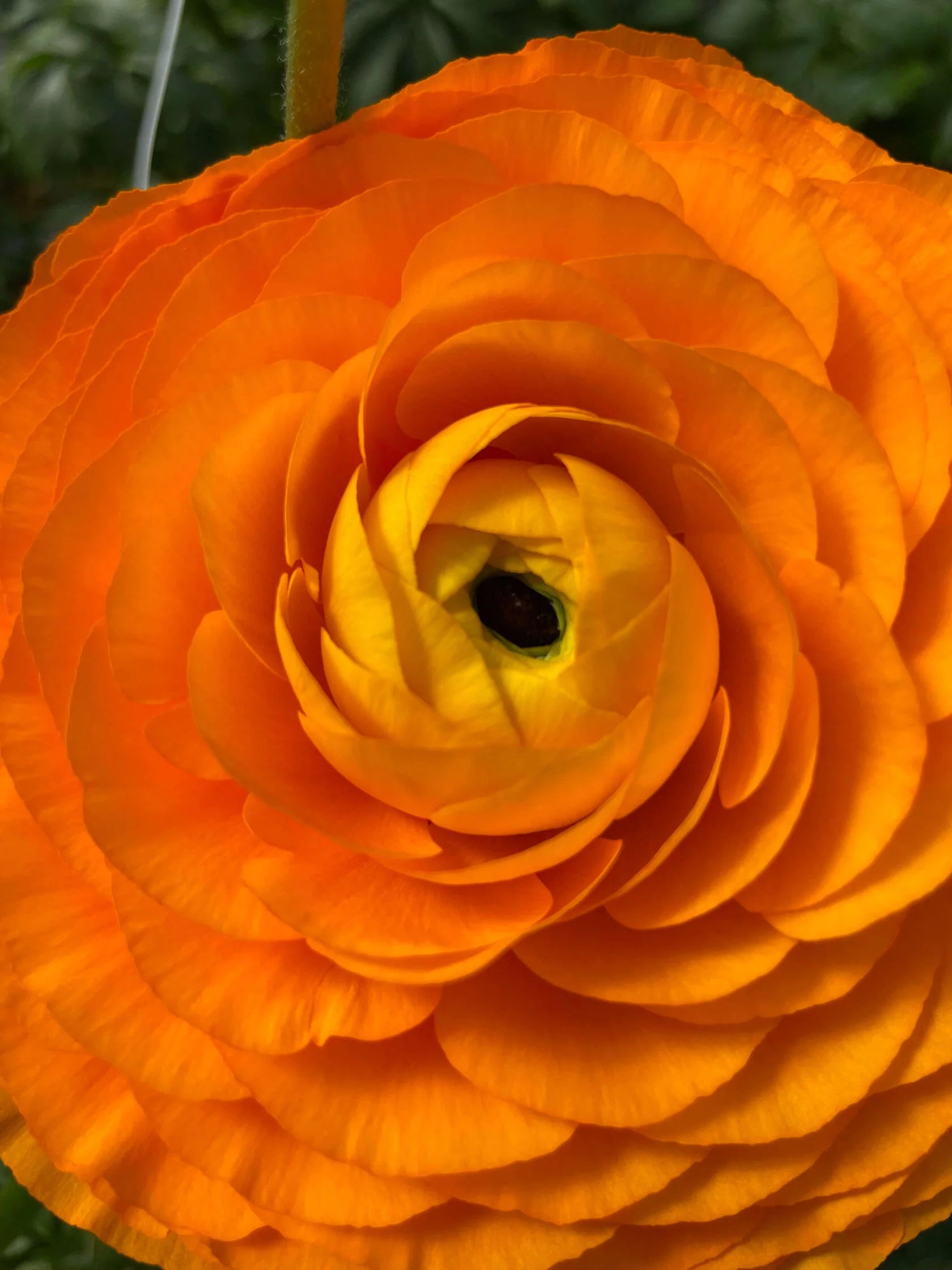 Ranunculus Clementine