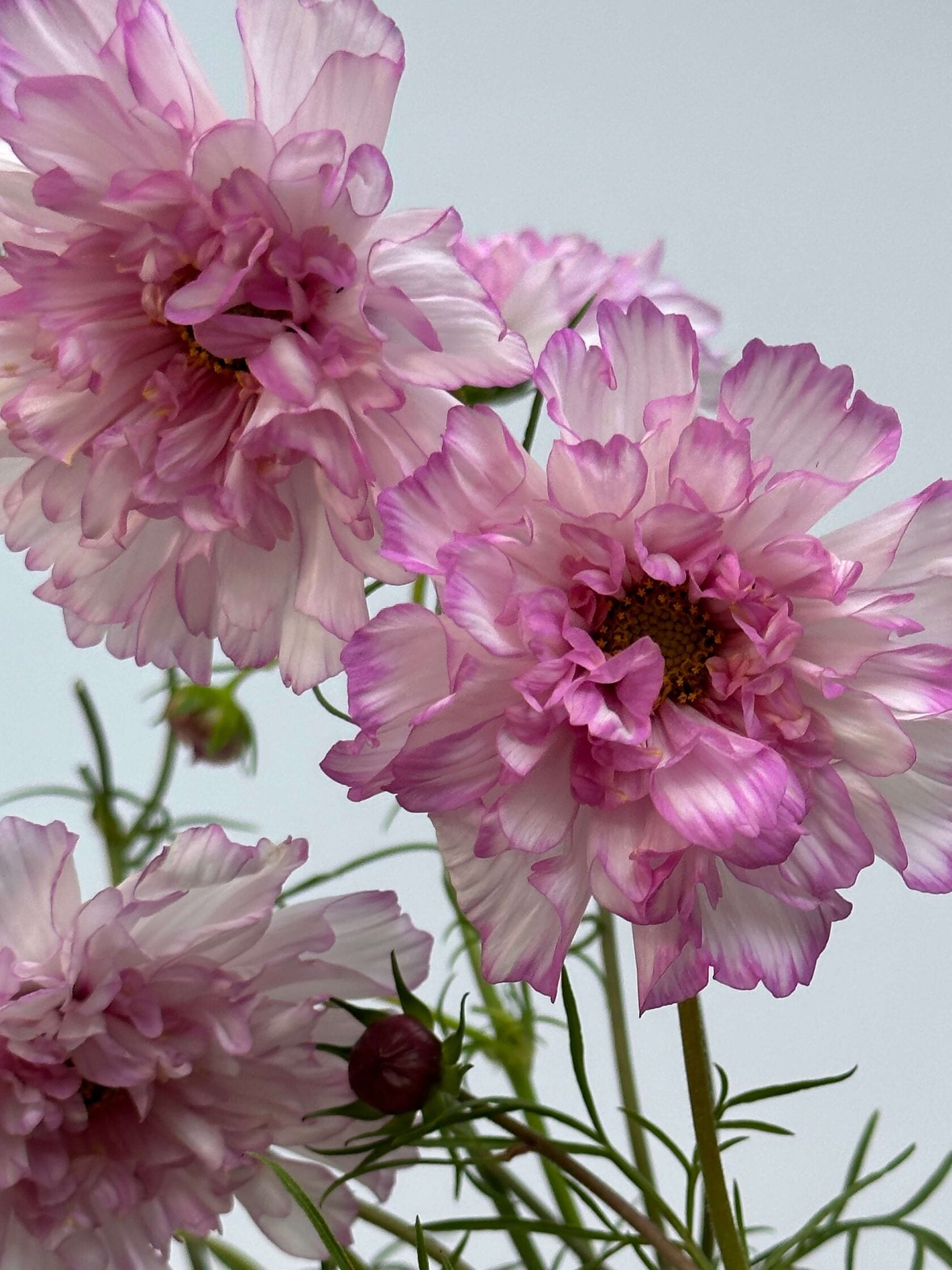 Cosmos Double Click Bicolour Rose