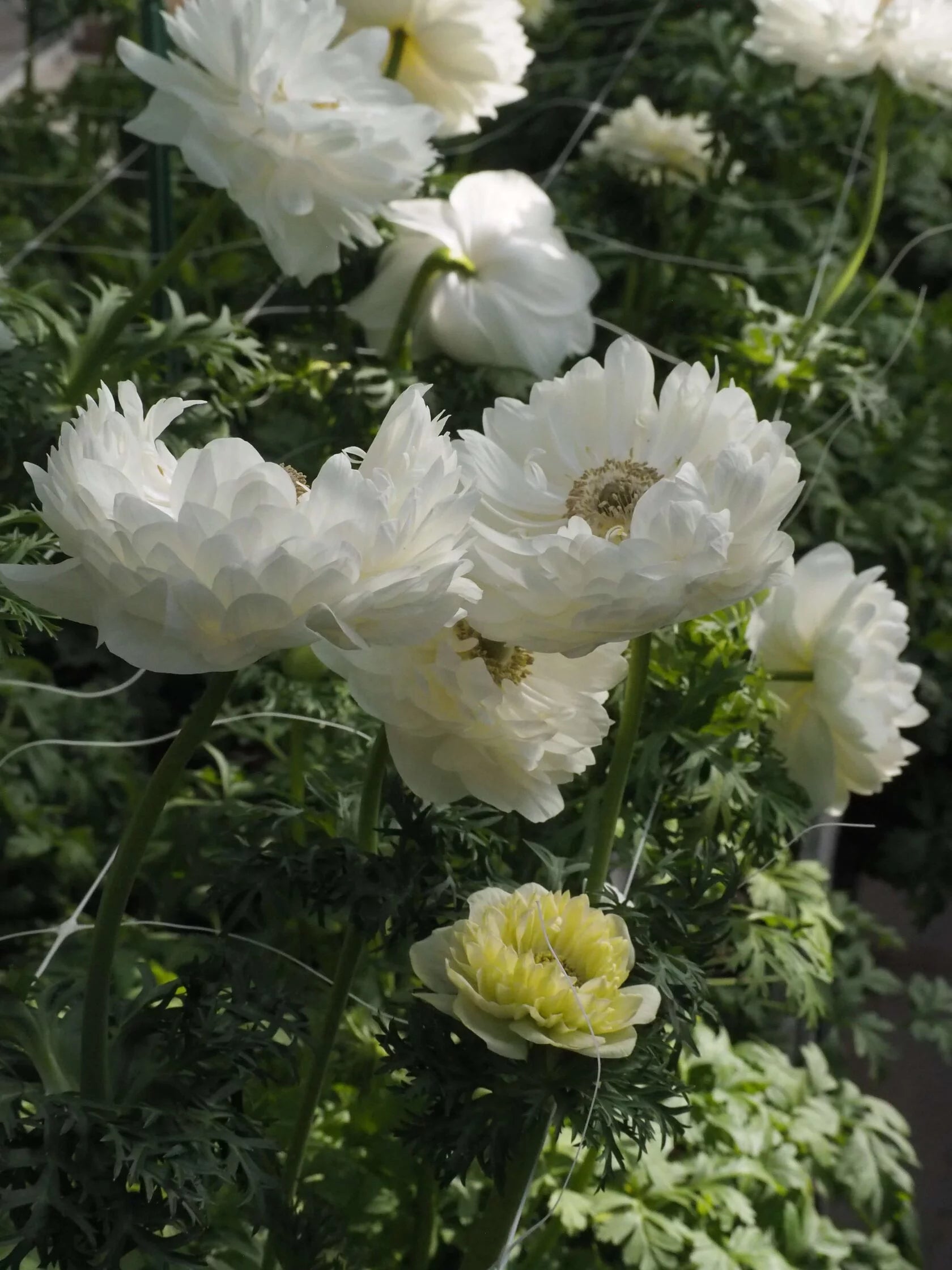 Anemone Levante Bianco