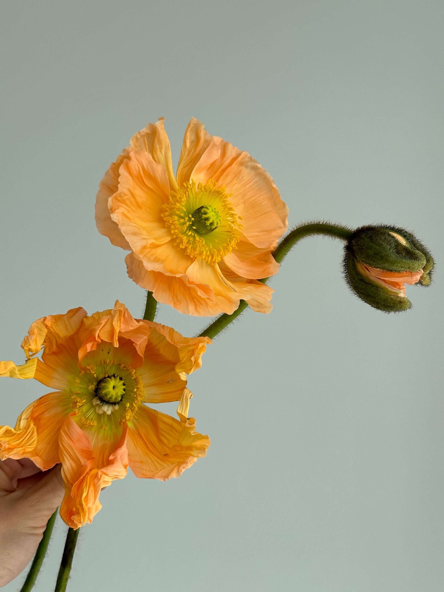 Iceland Poppy Colibri Salmonato