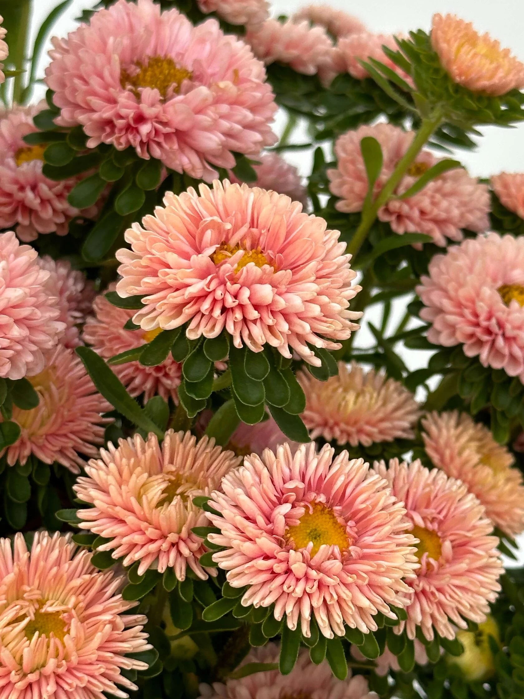 Aster Matsumoto Apricot