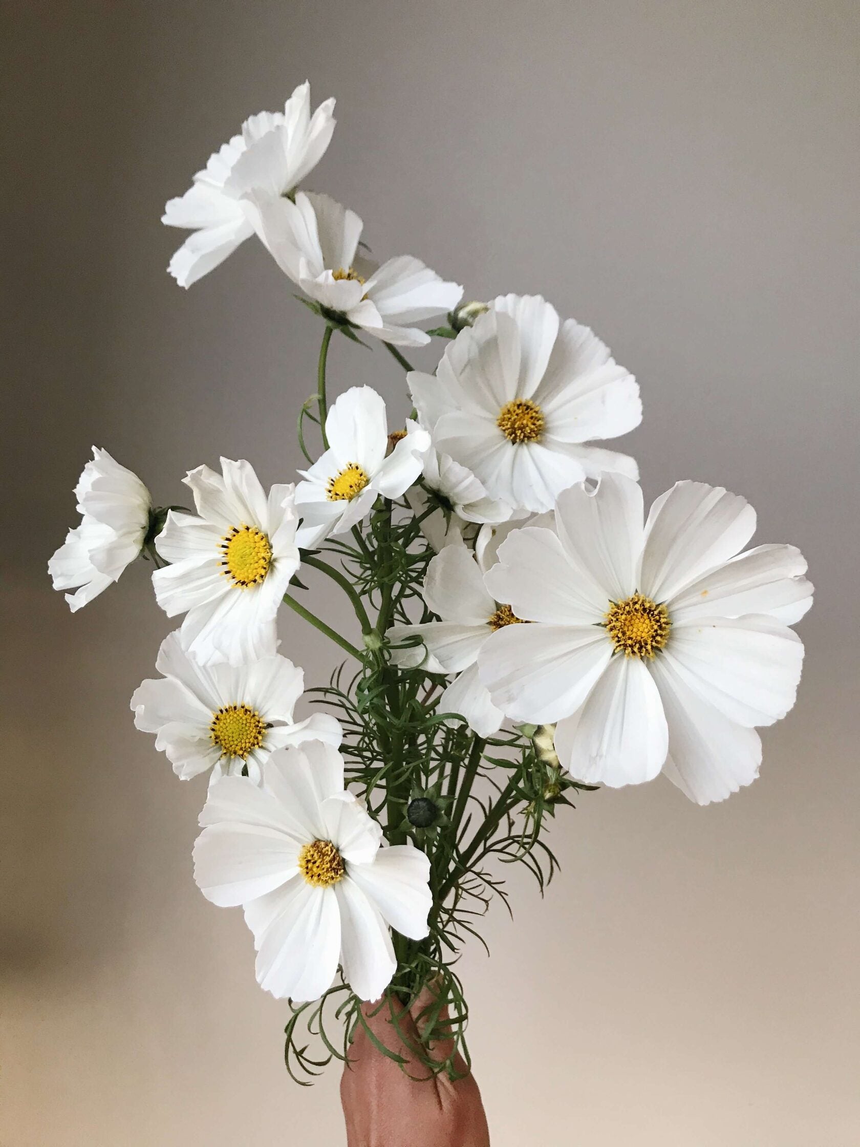 Cosmos Afternoon white
