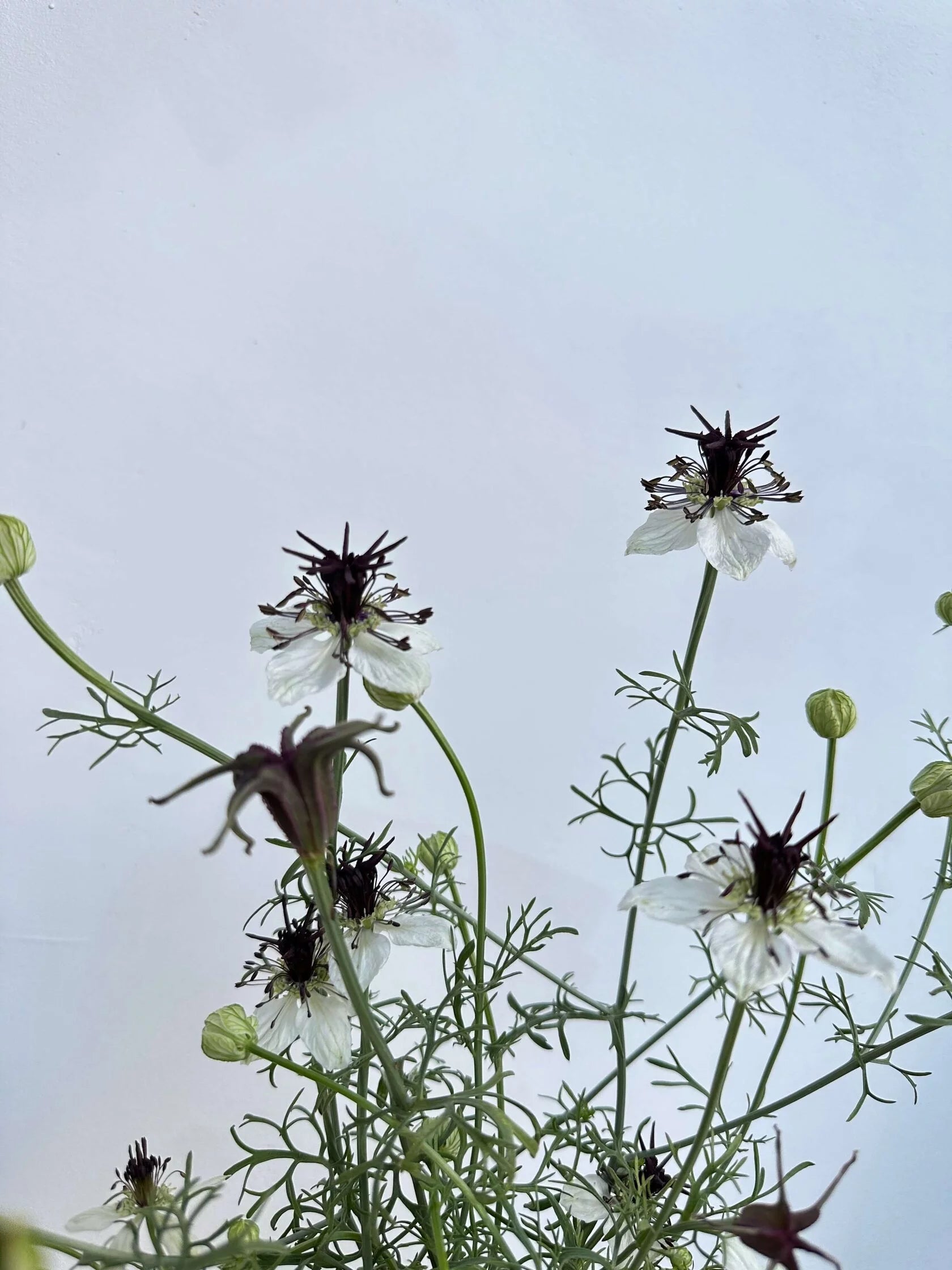 Nigella African Bride
