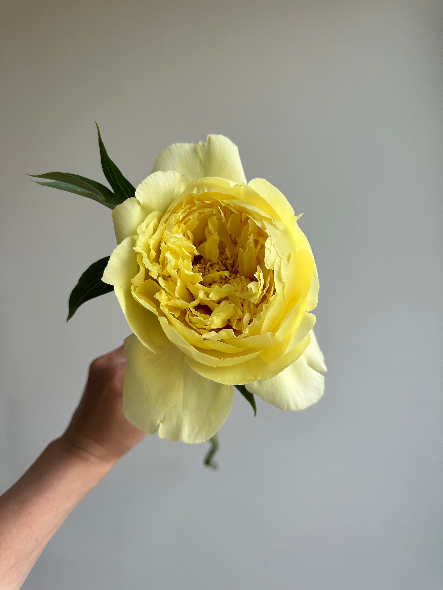 Peony Bartzella