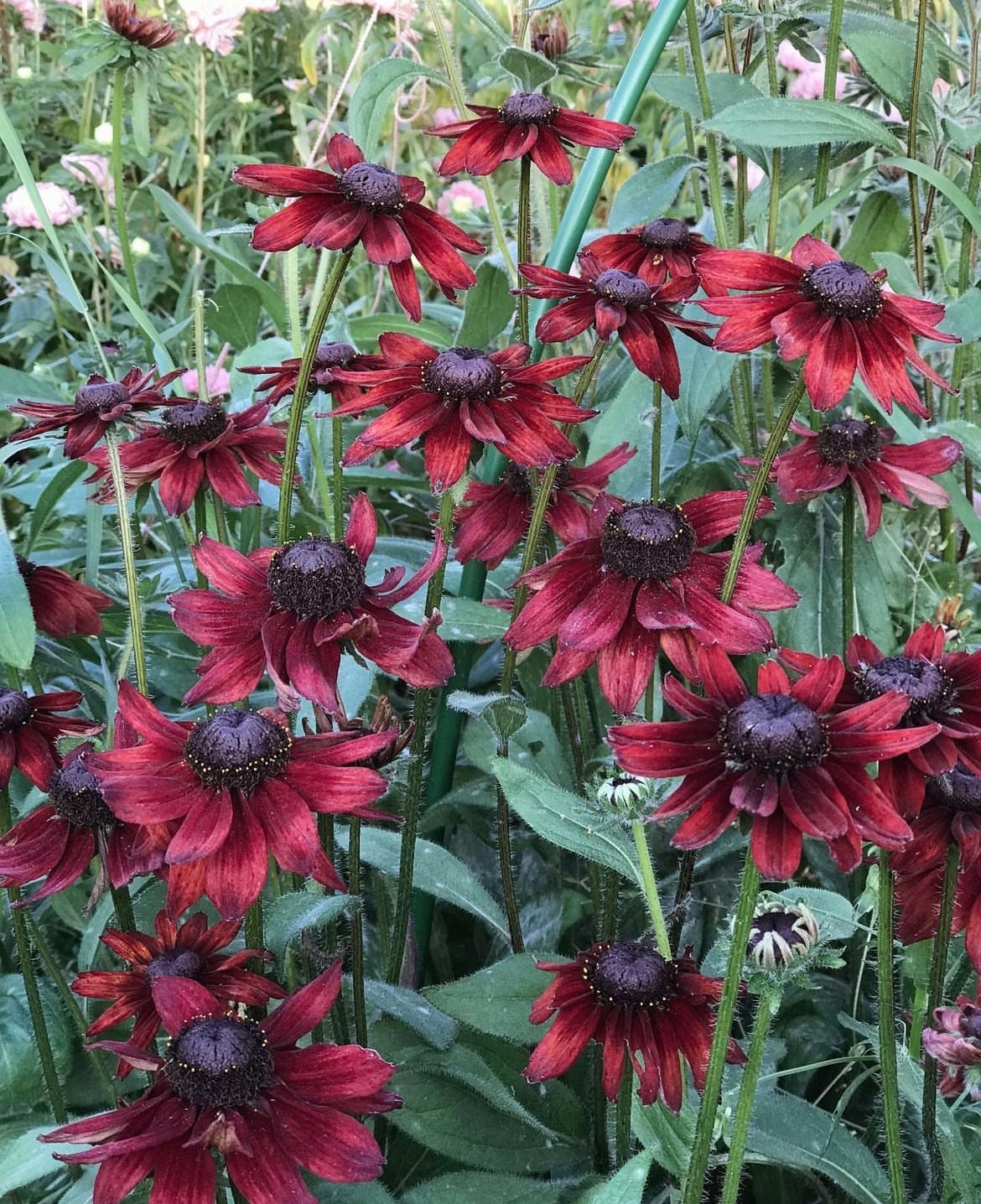 Rudbeckia Cherry Brandy