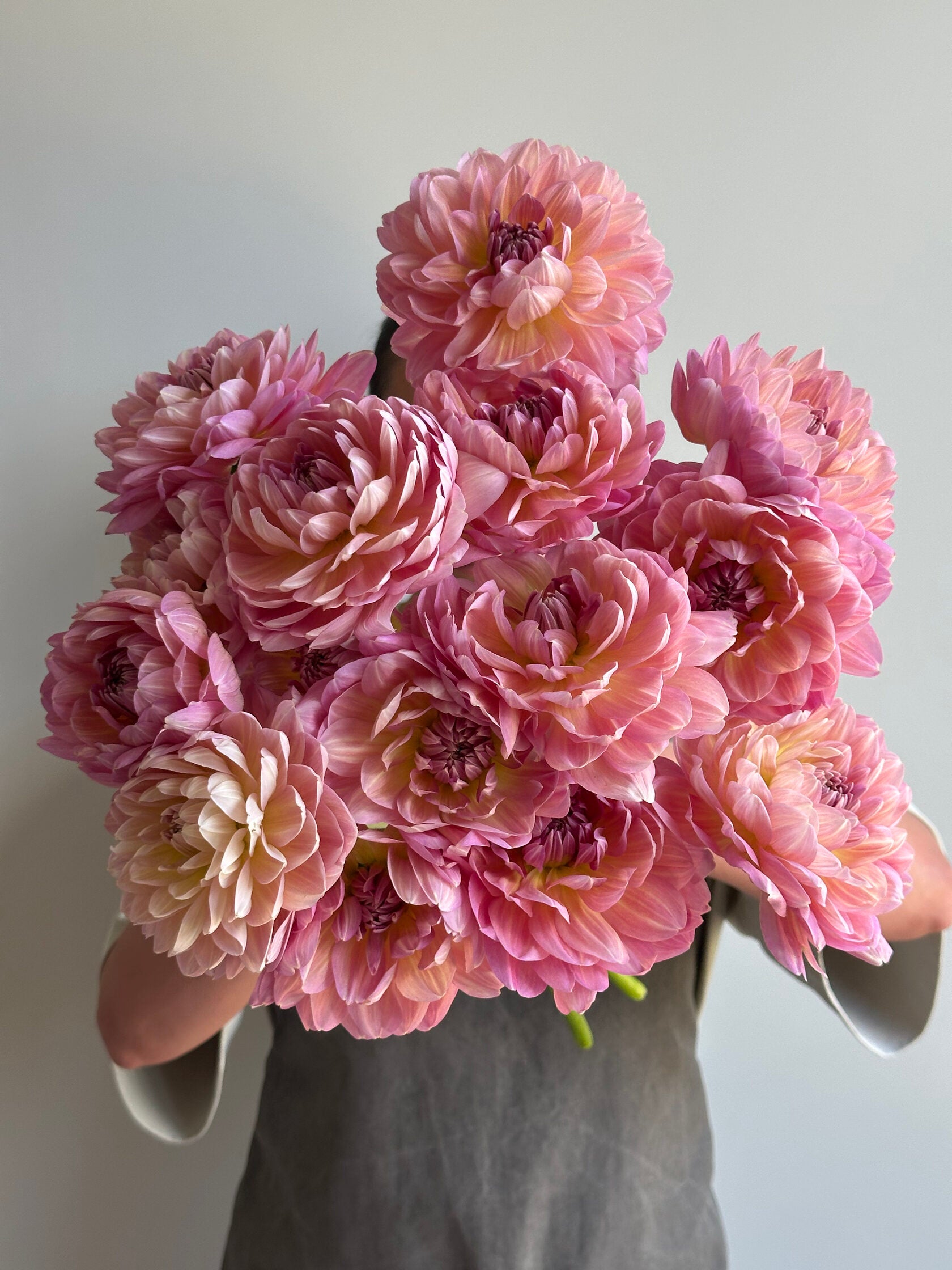 Dahlia Hapet Old Charm - FluffyFlower