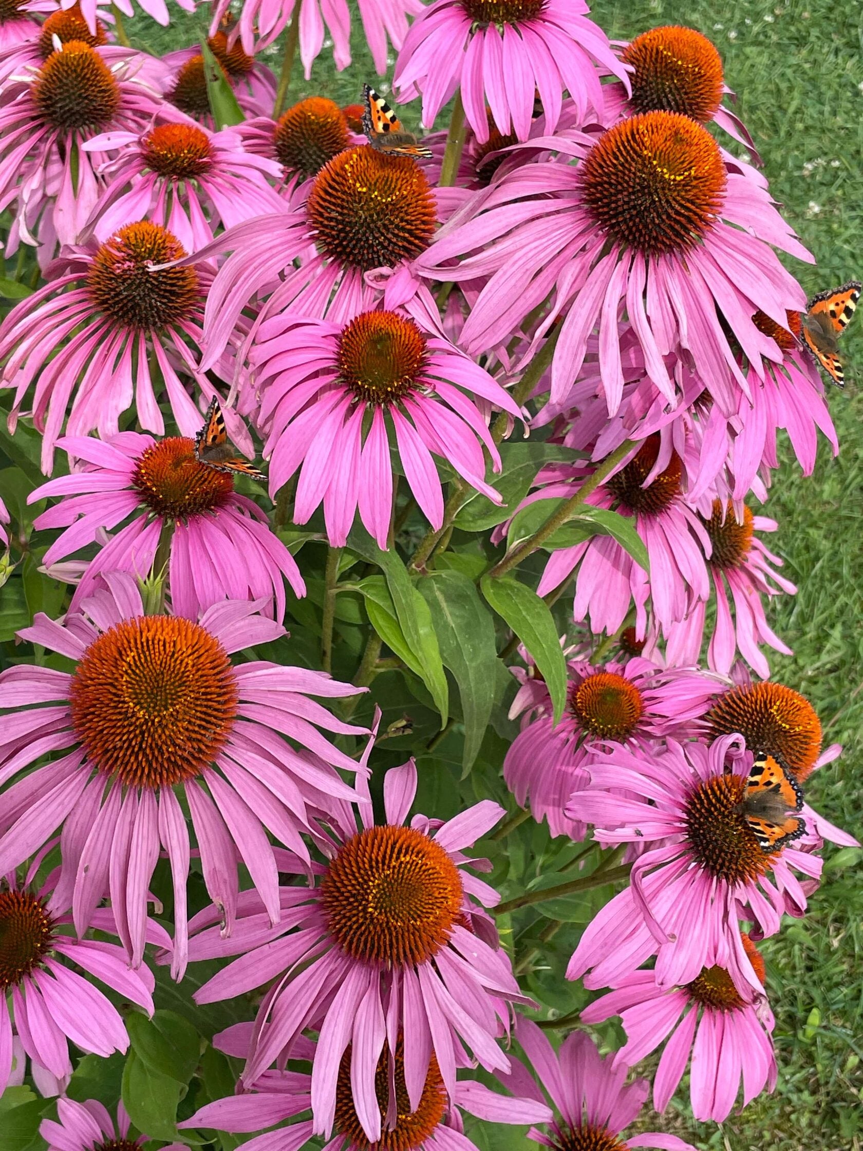 Echinacea purpurea Magnus