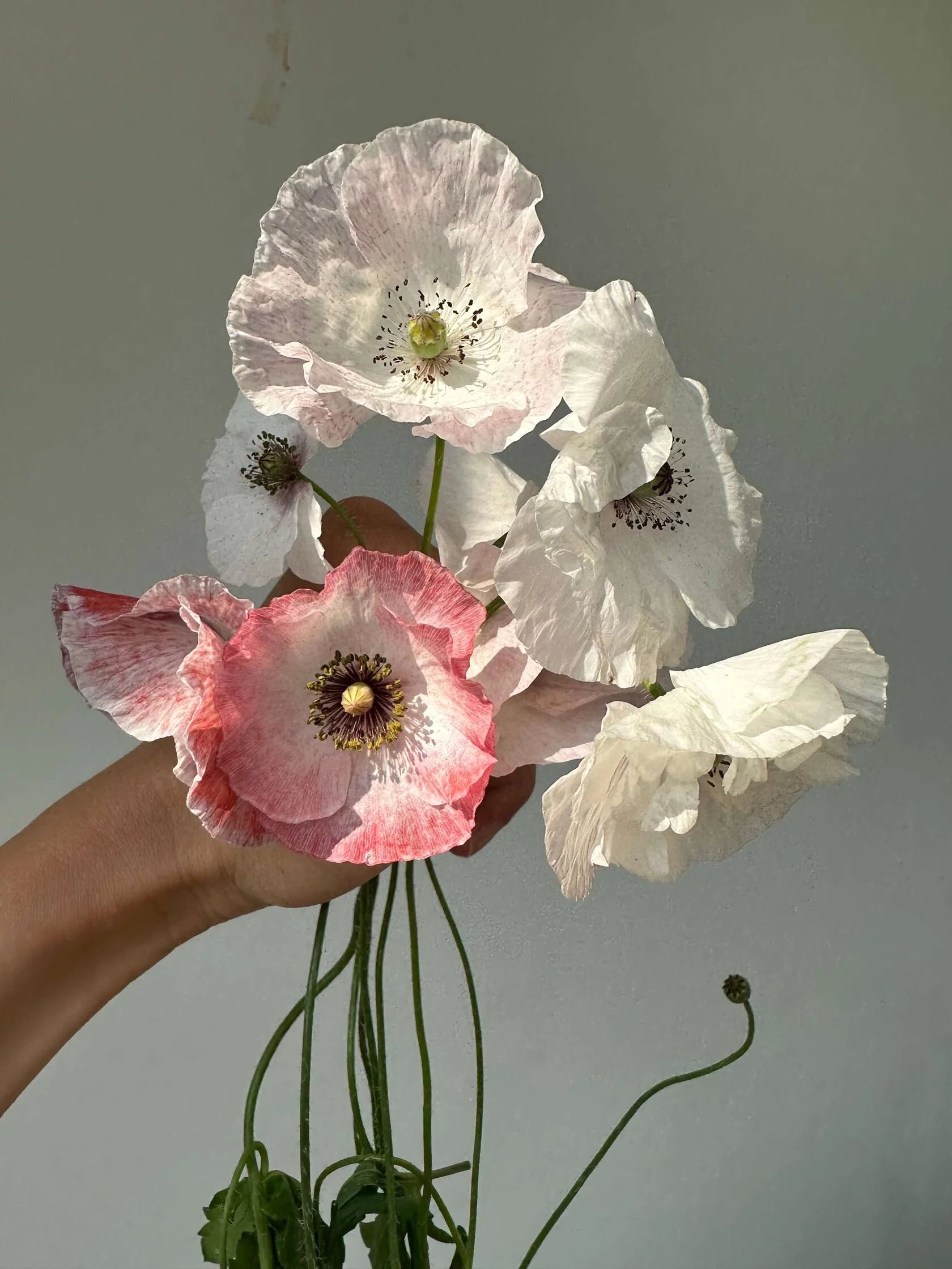 Shirley Poppy Mother of Pearl