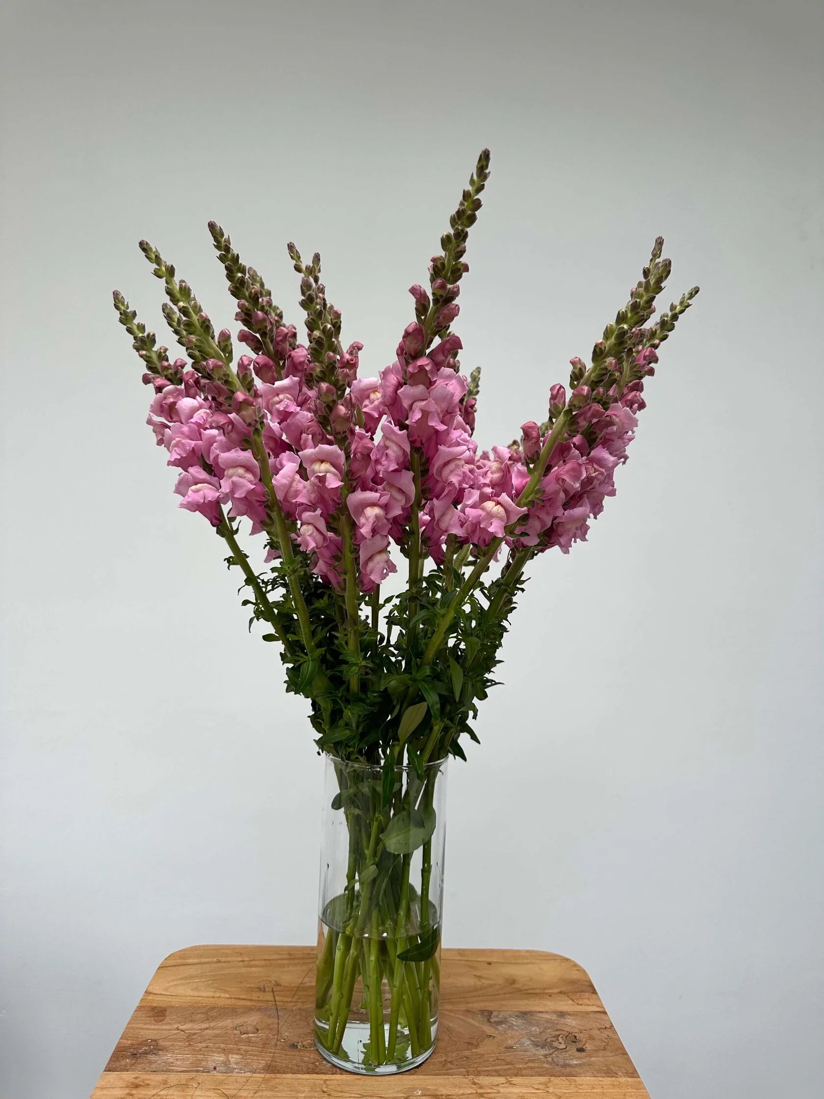 Antirrhinum Costa Summer Lavender