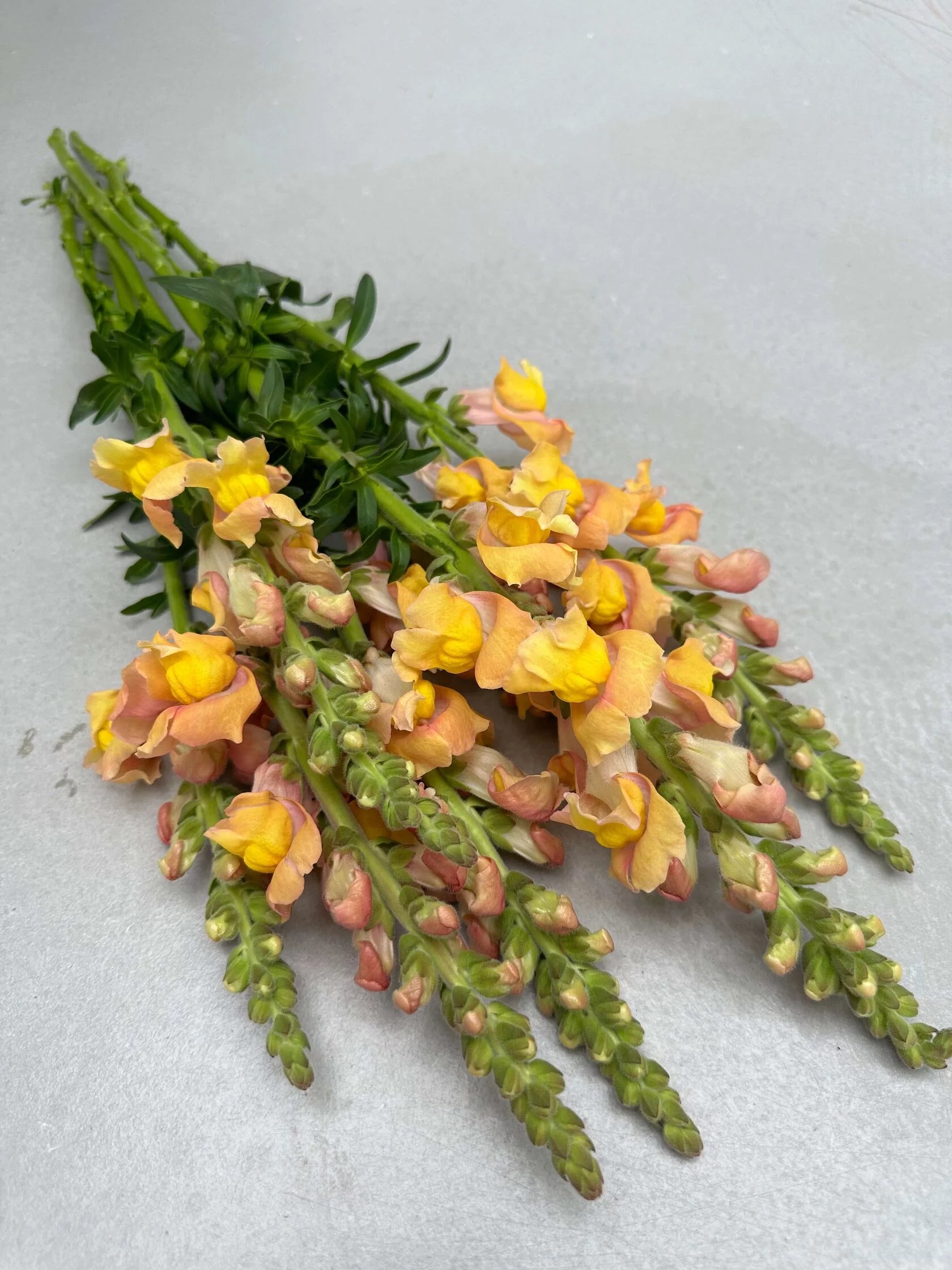 Antirrhinum Rocket F1 Bronze