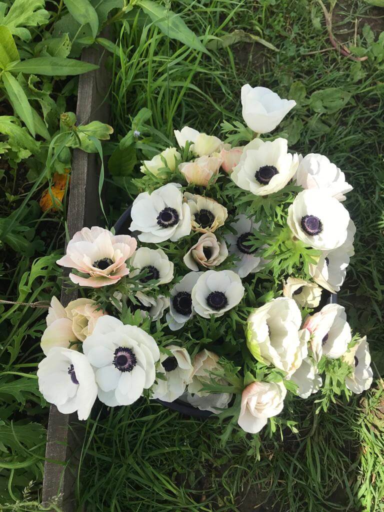 Anemone Mistral Panda