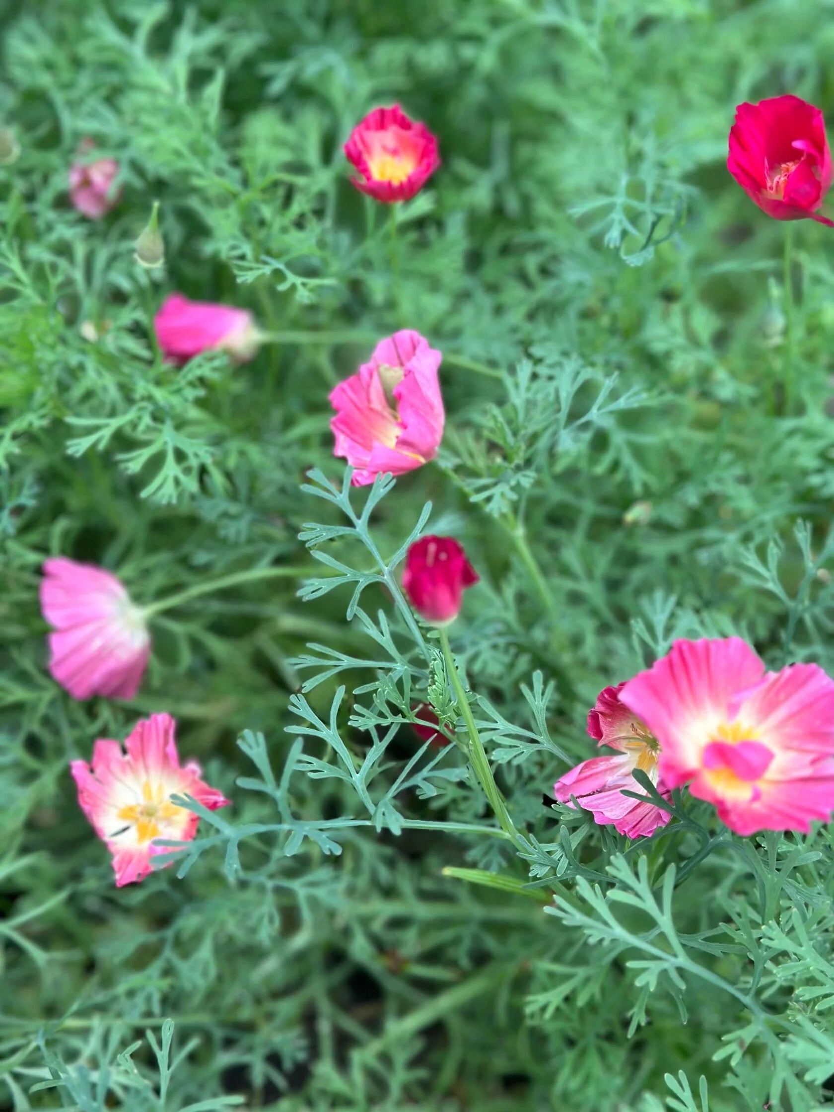 California Poppy Appleblossom pink (Eschscholzia)
